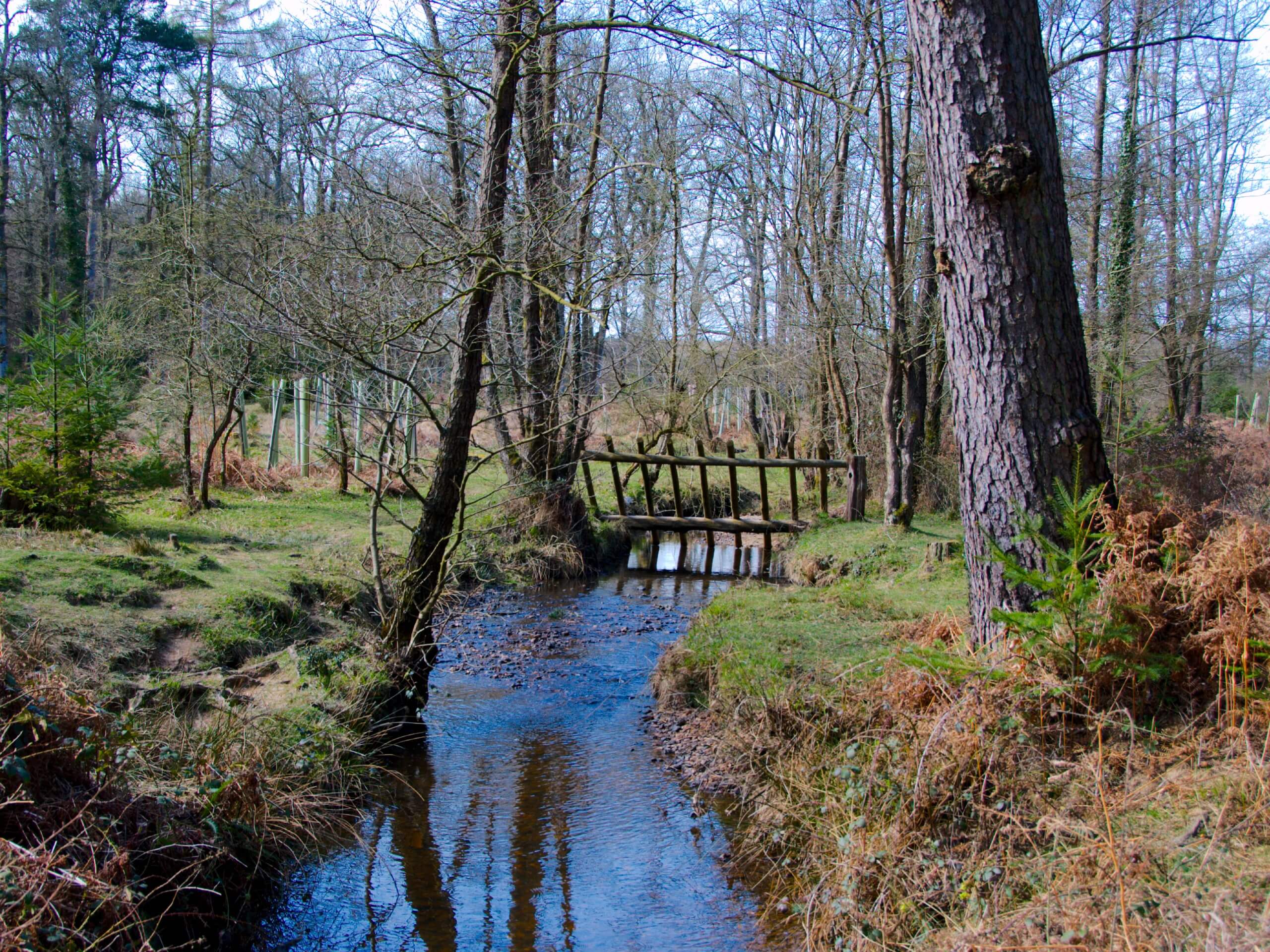 Bolderwood to Knightwood Oak Walk