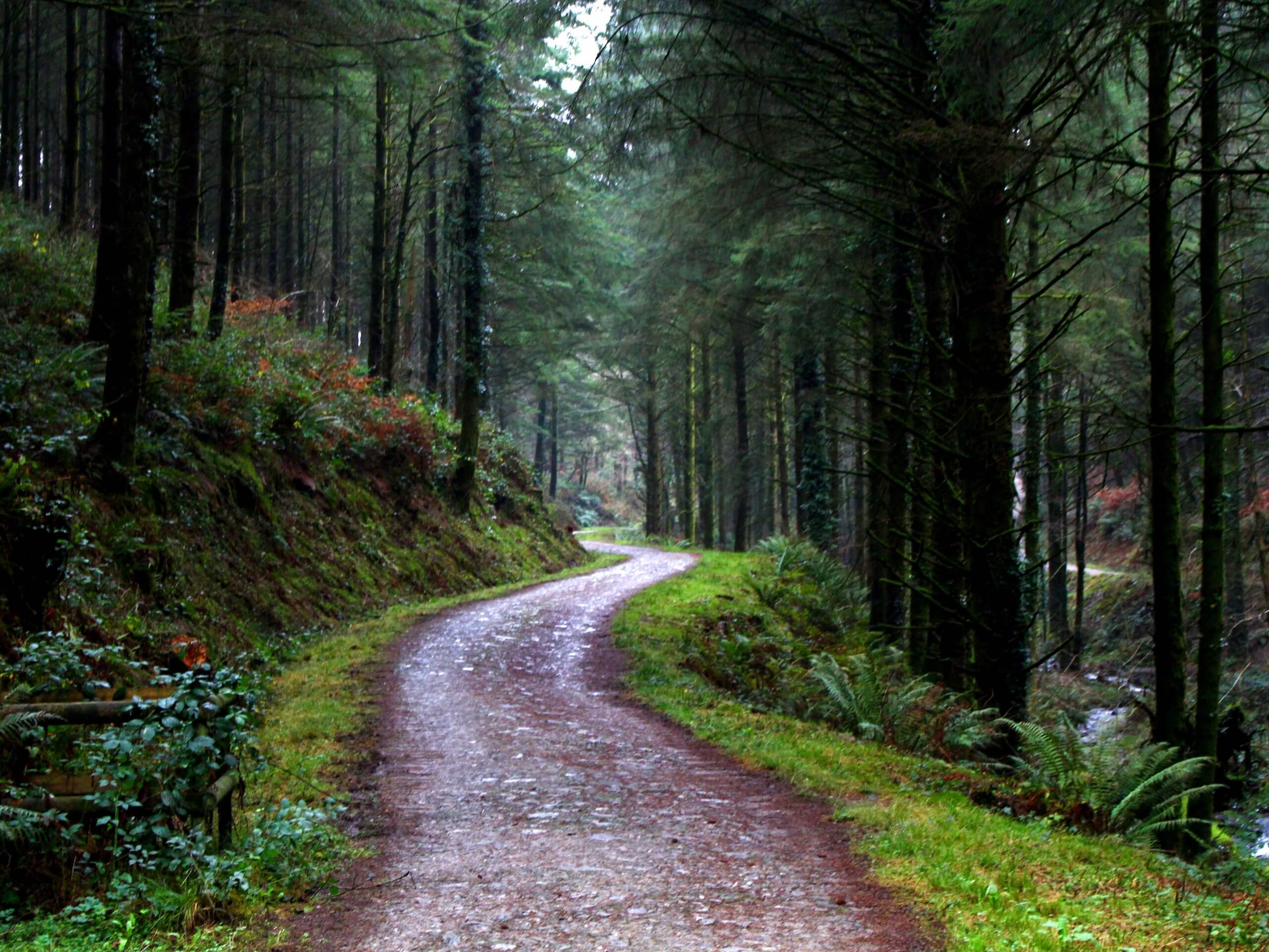 Cardinham Woods Callywith Circular Walk