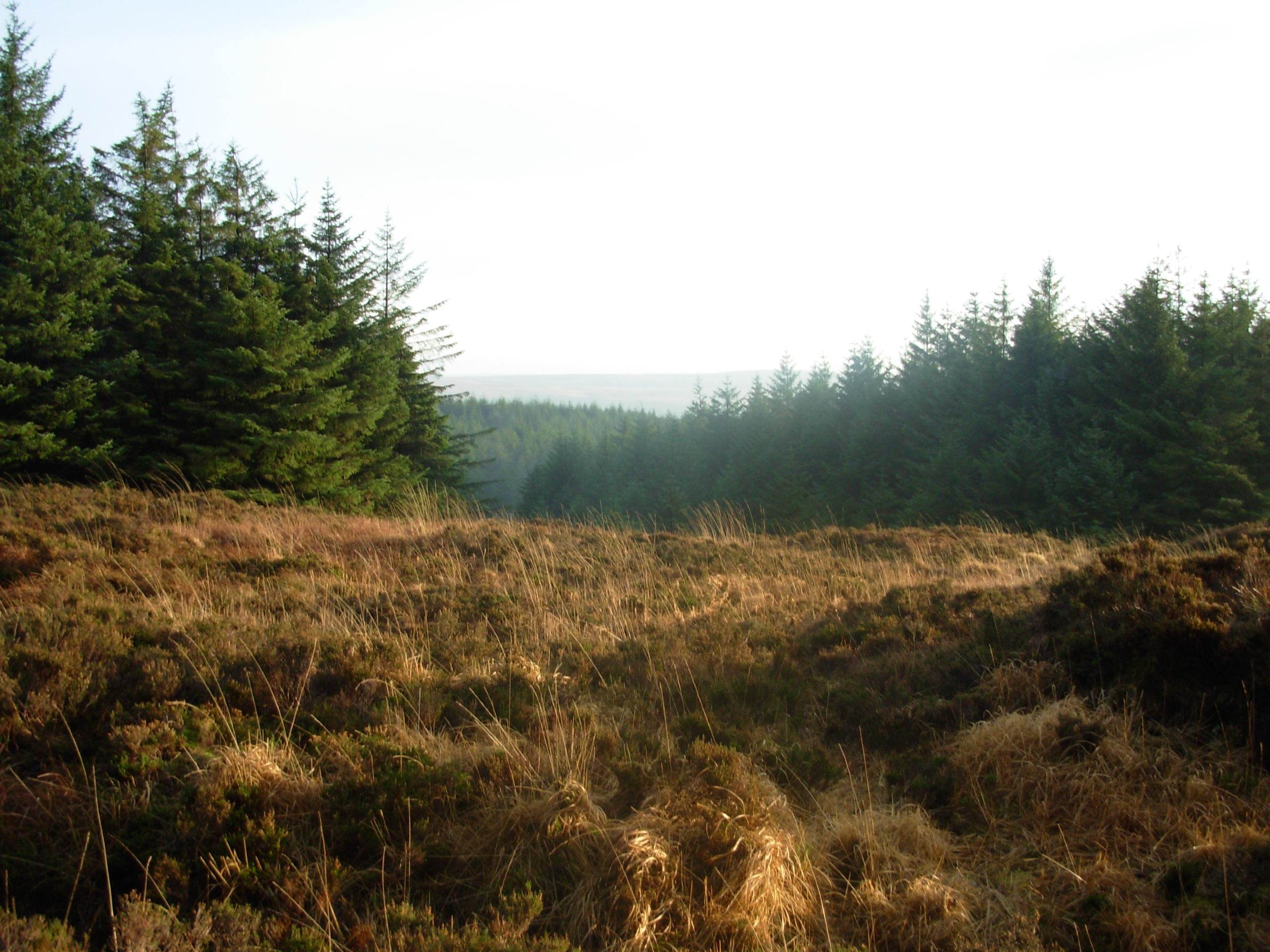 Breen Oakwood and Moyle Way Trail