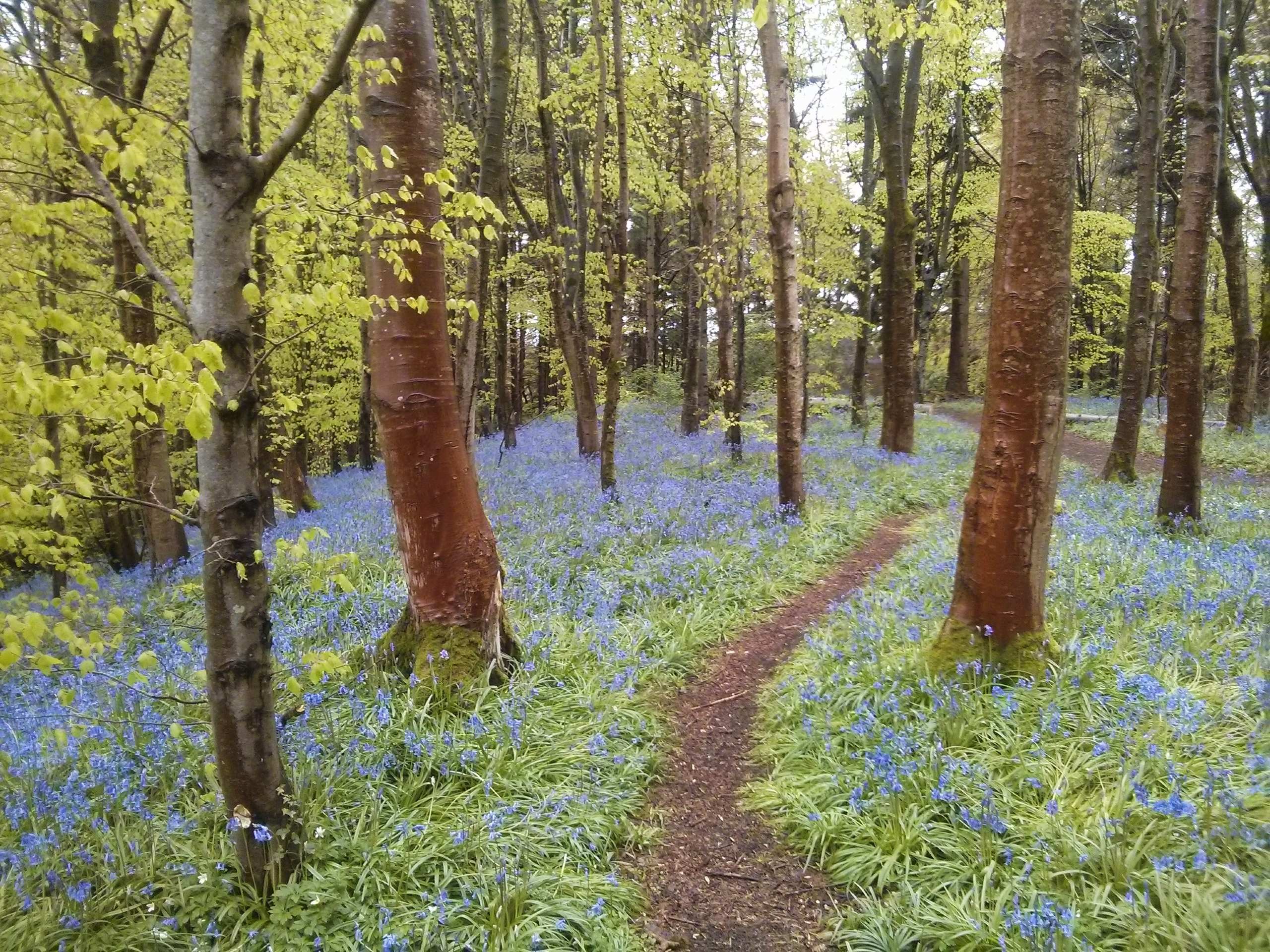 Garvagh Forest Walk