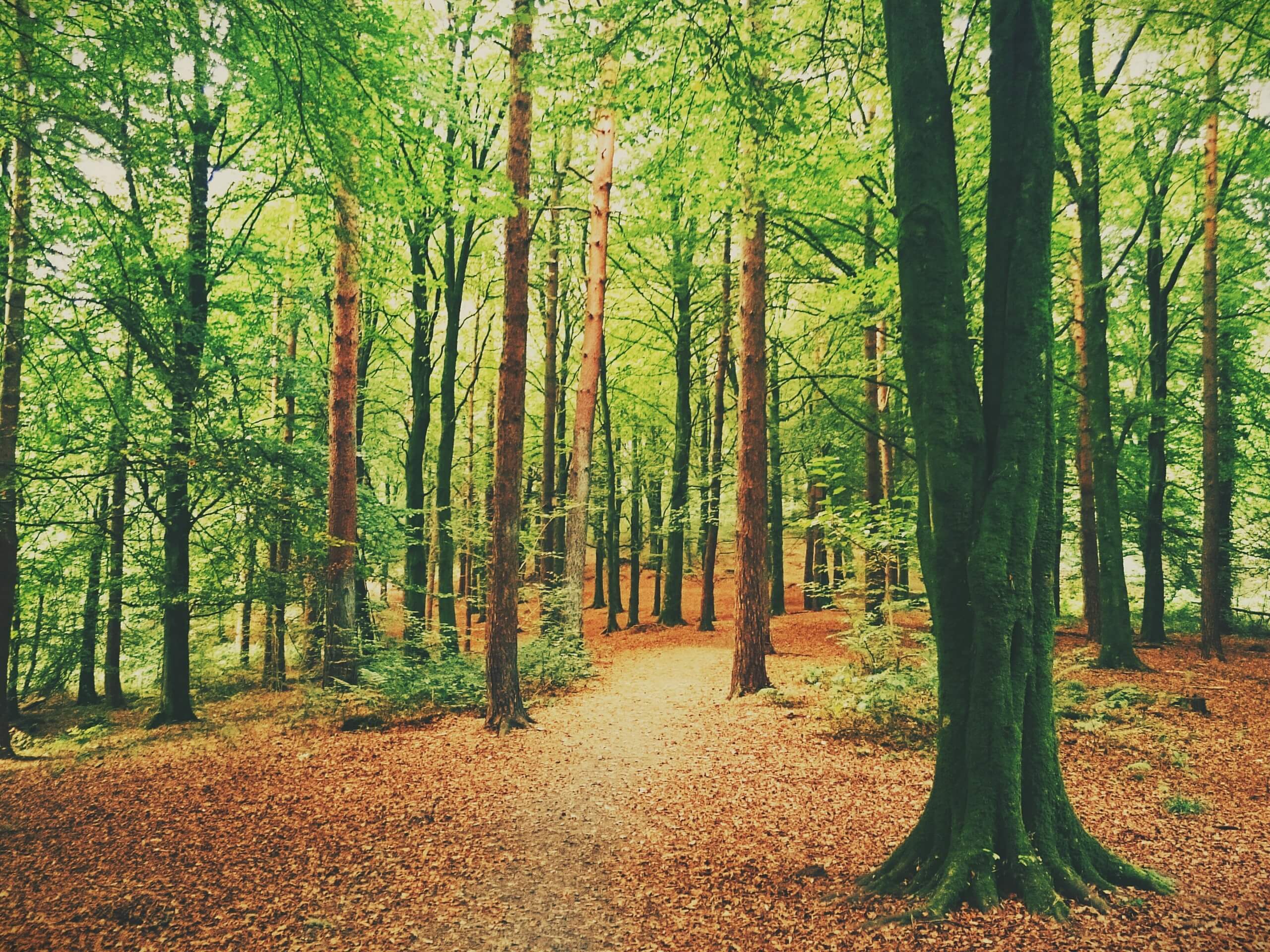 Portglenone Forest Walk