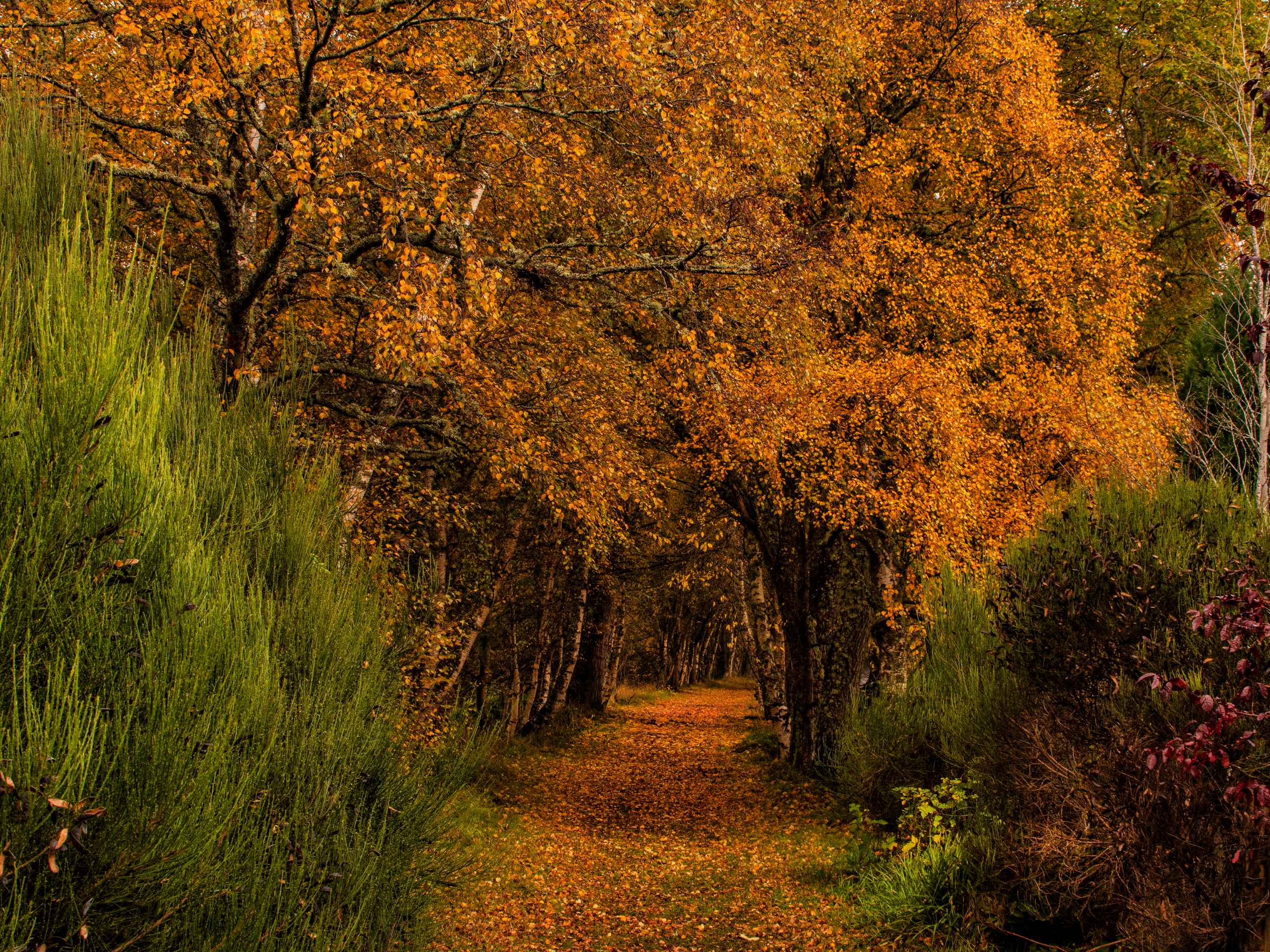 Dava Way: Grantown on Spey to Dava