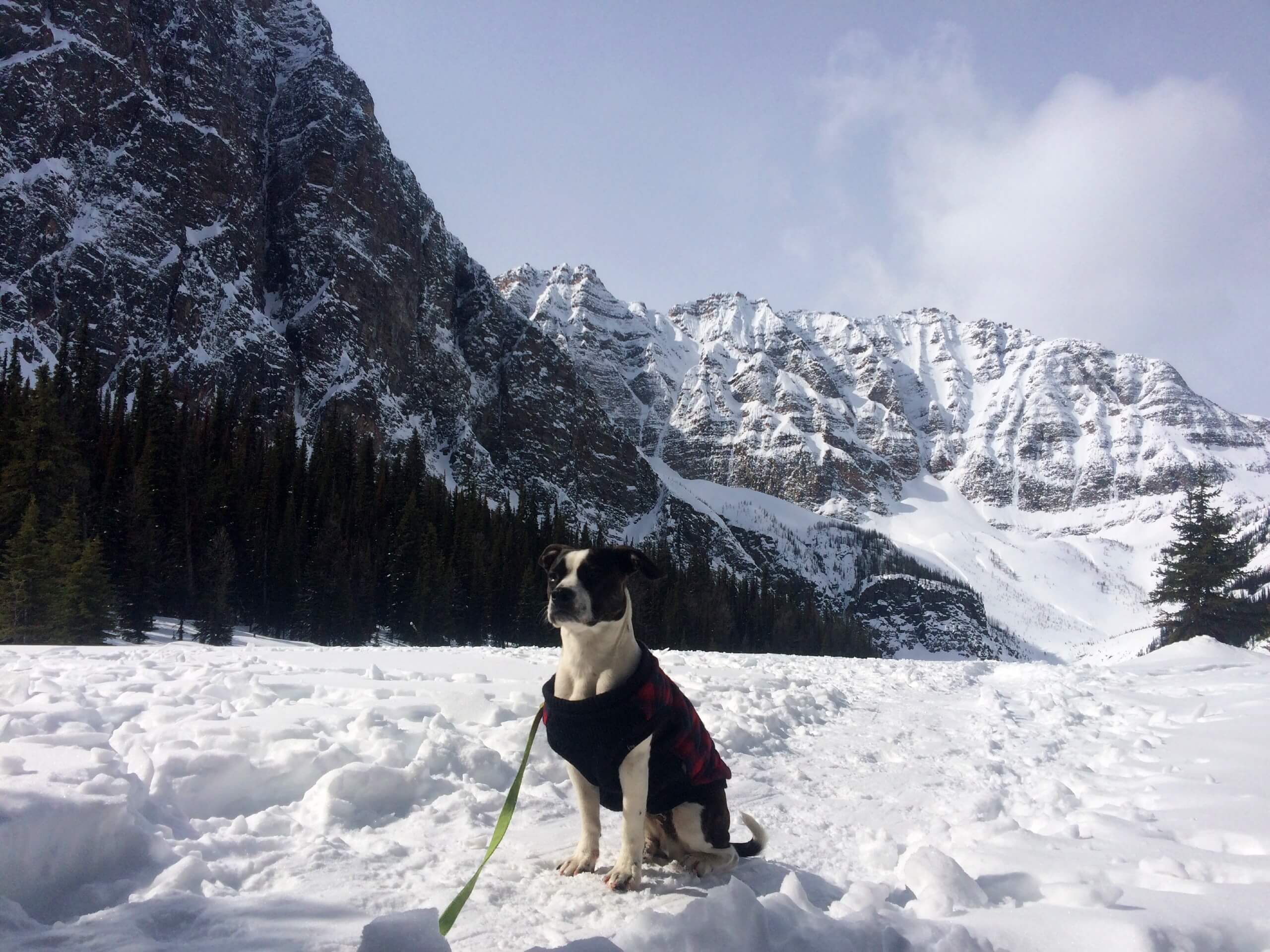 Bauer at Taylor Lake during the winter