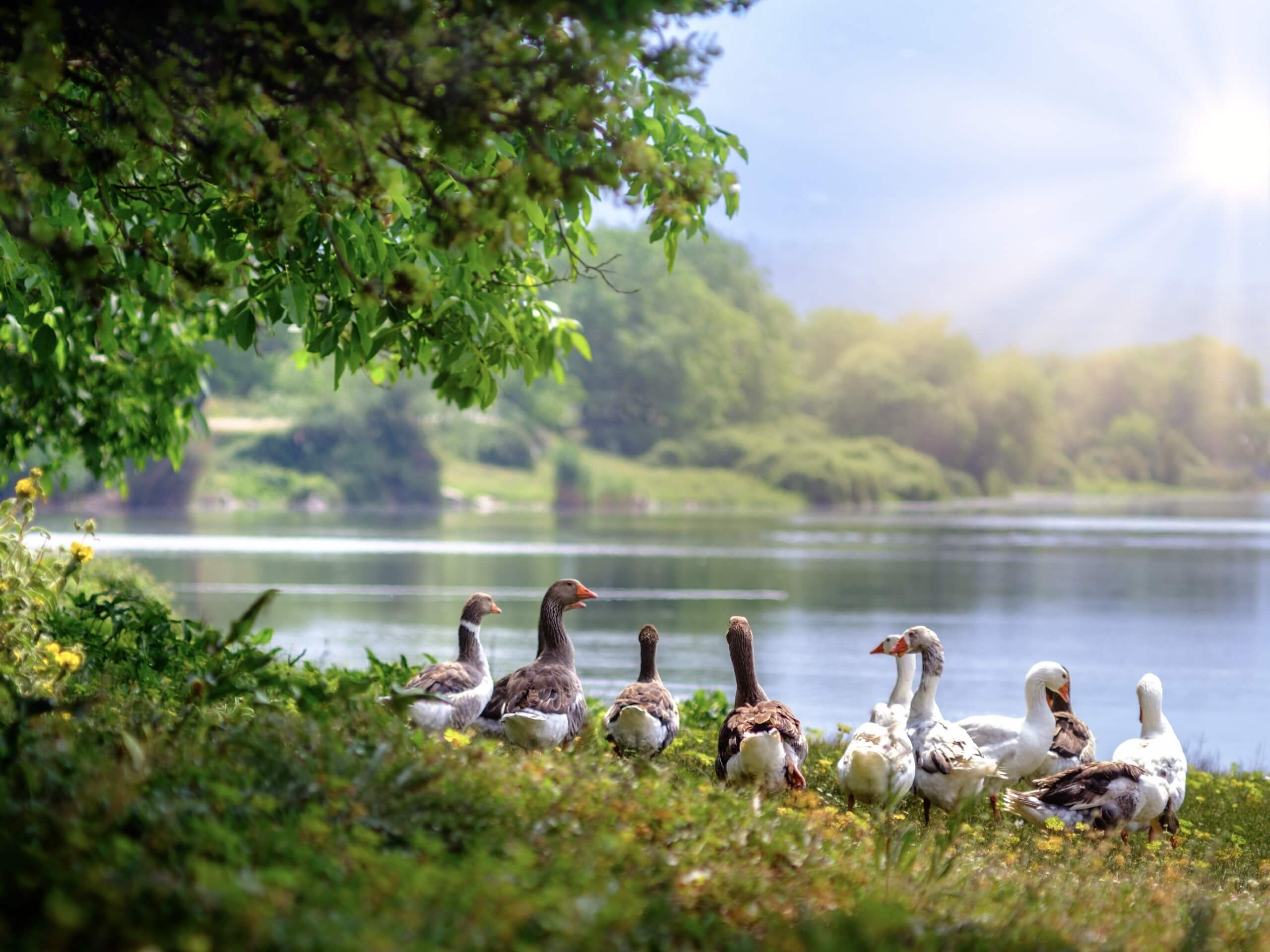Geese near the lake