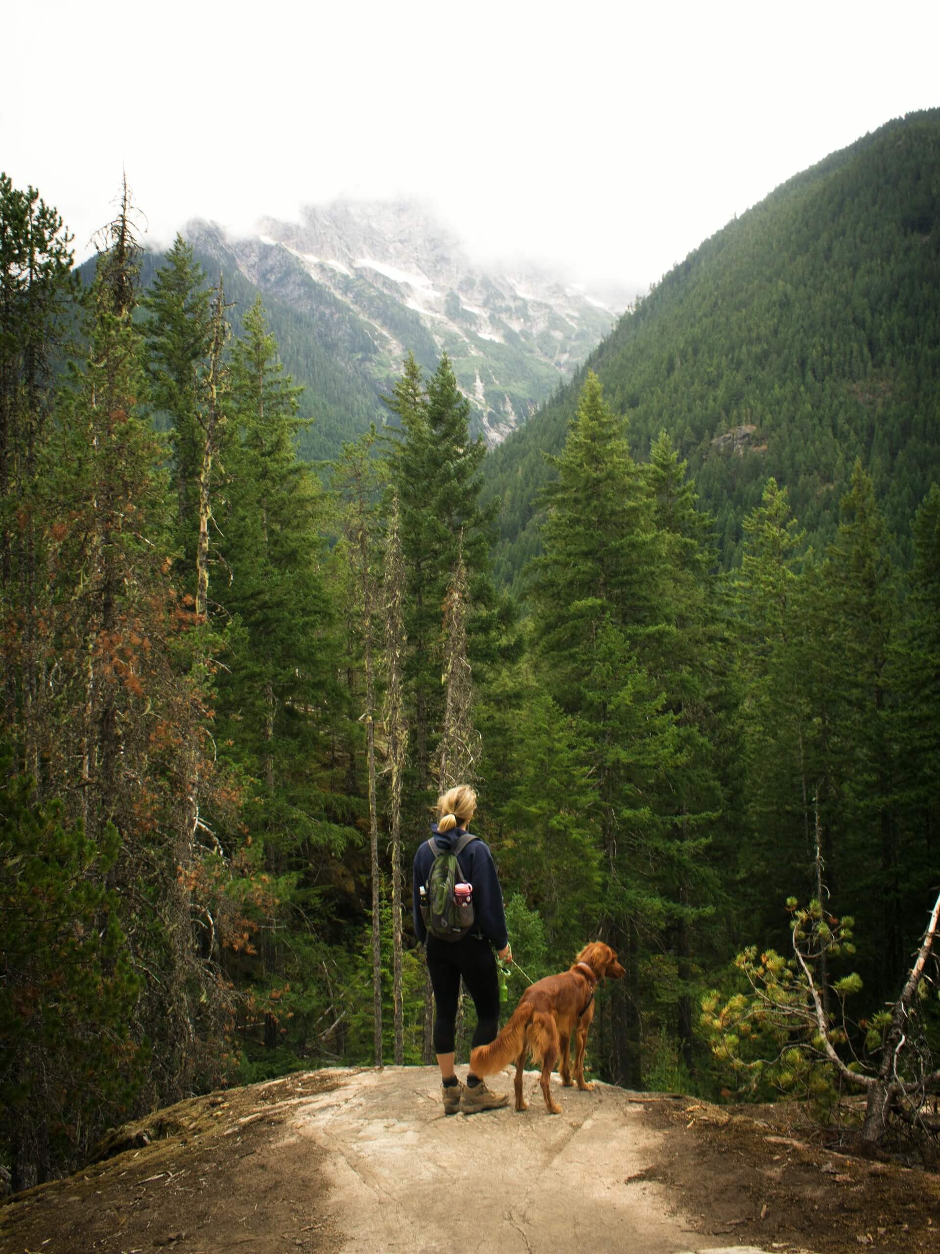 Dog in the mountains