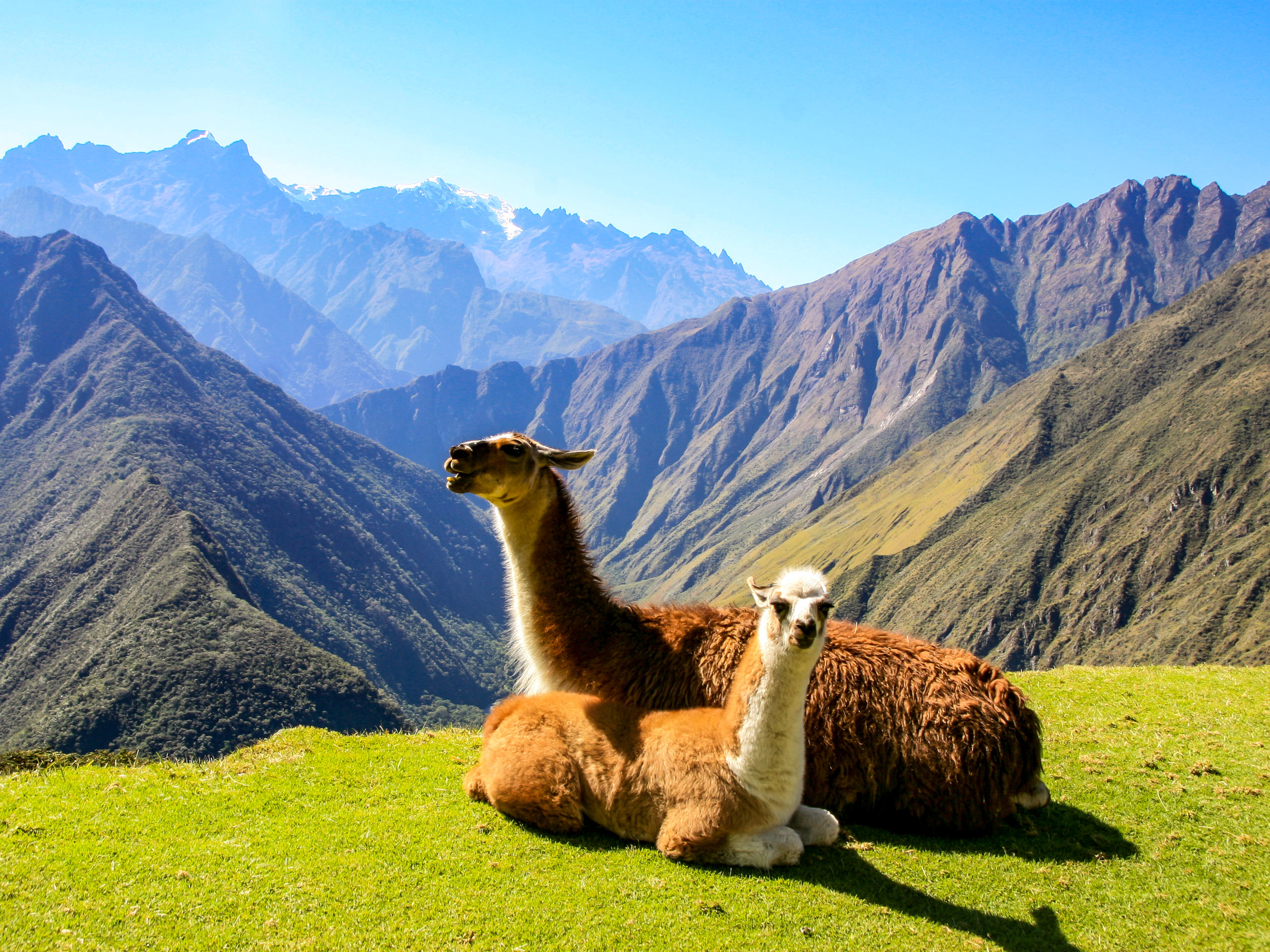 Lamas alpacas in the Andes mountains Machu Picchu hiking trekking Inca Trail