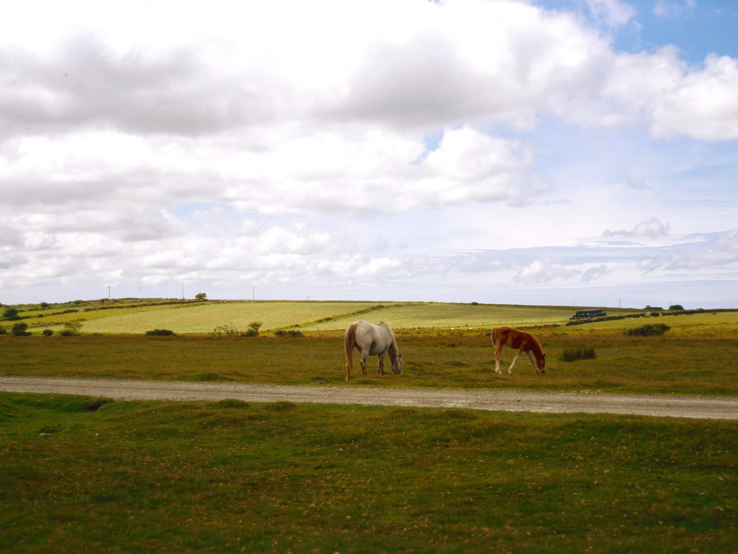 Bodmin Moor and Cheesewring Walk