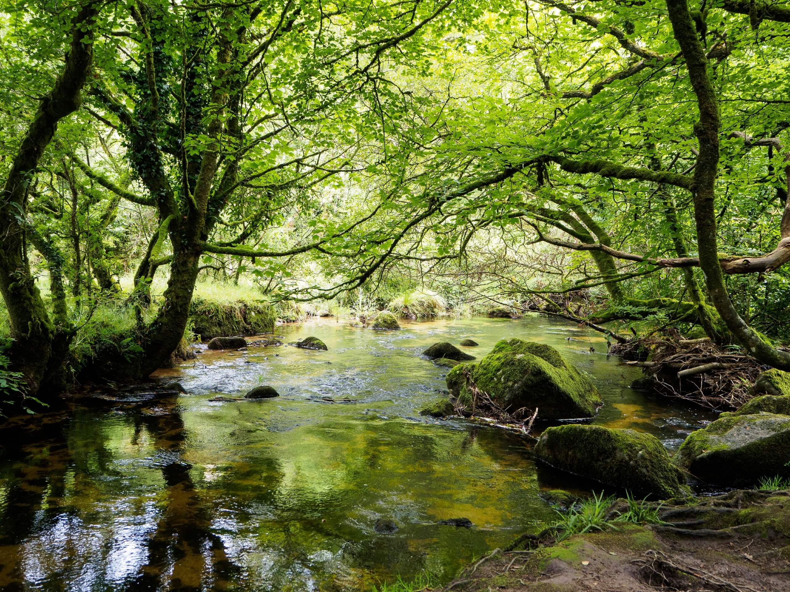 Golitha Falls and Siblyback Lake Walk