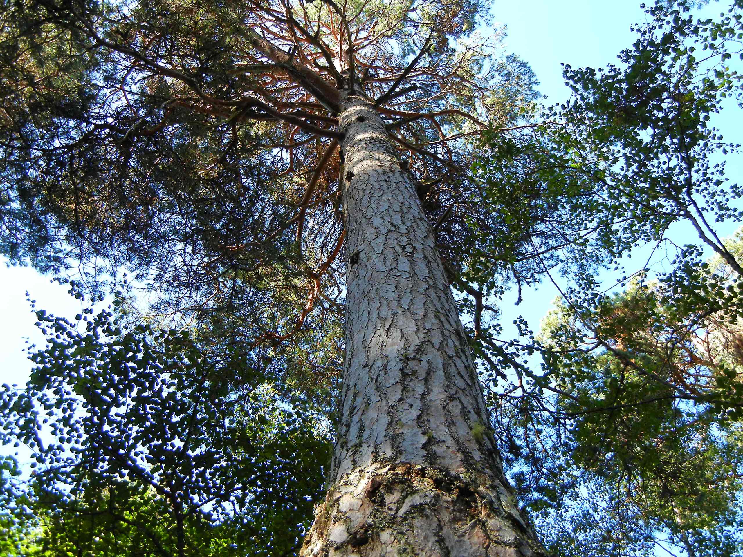 Anagach Woods and the River Spey Walk