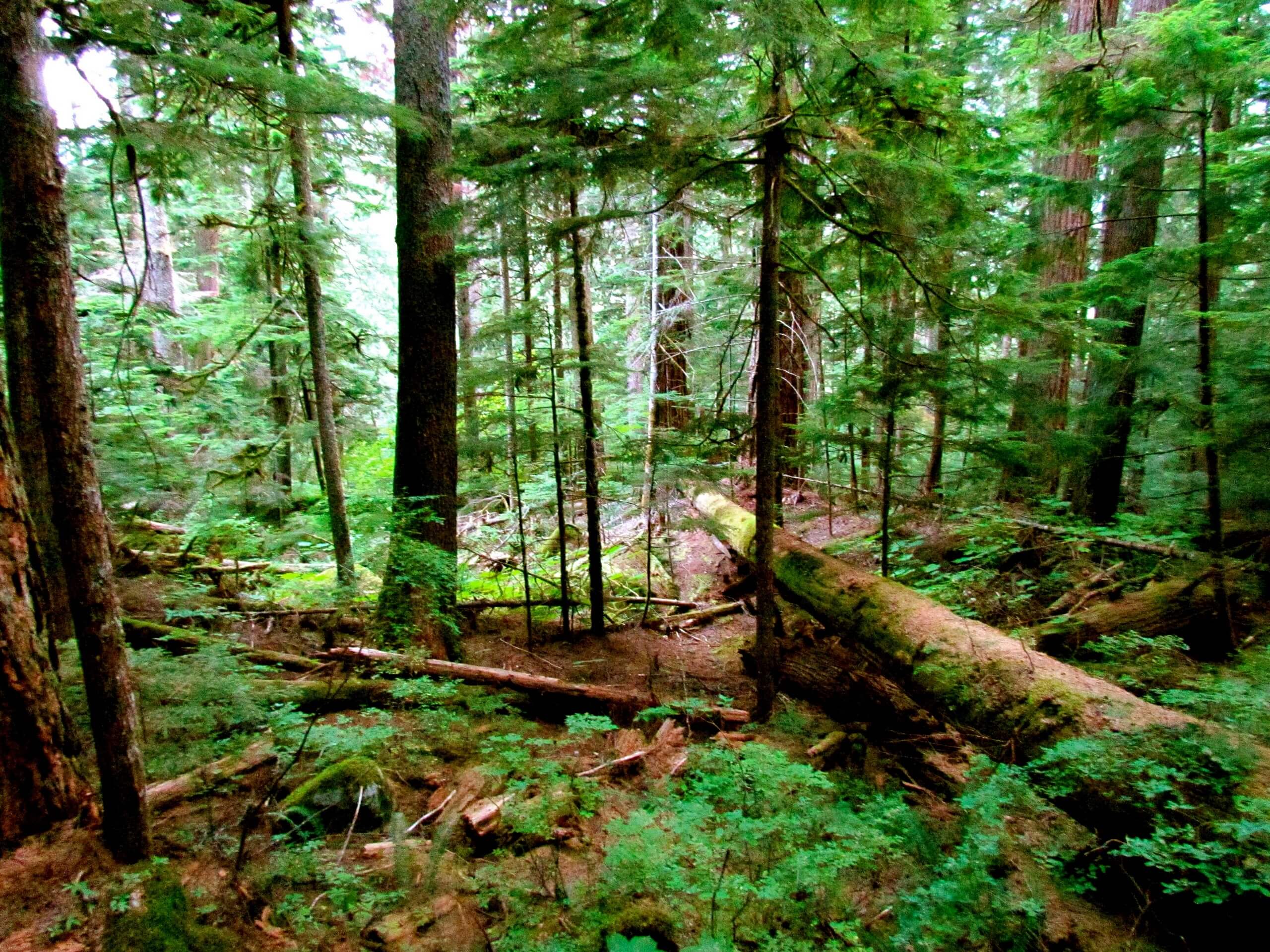 Asahel Curtis Nature Trail