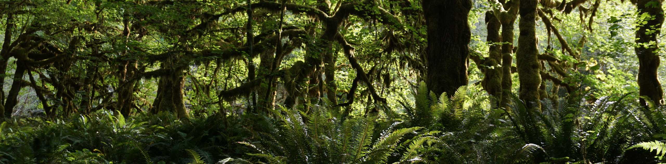 Quinault Rainforest Nature Trail