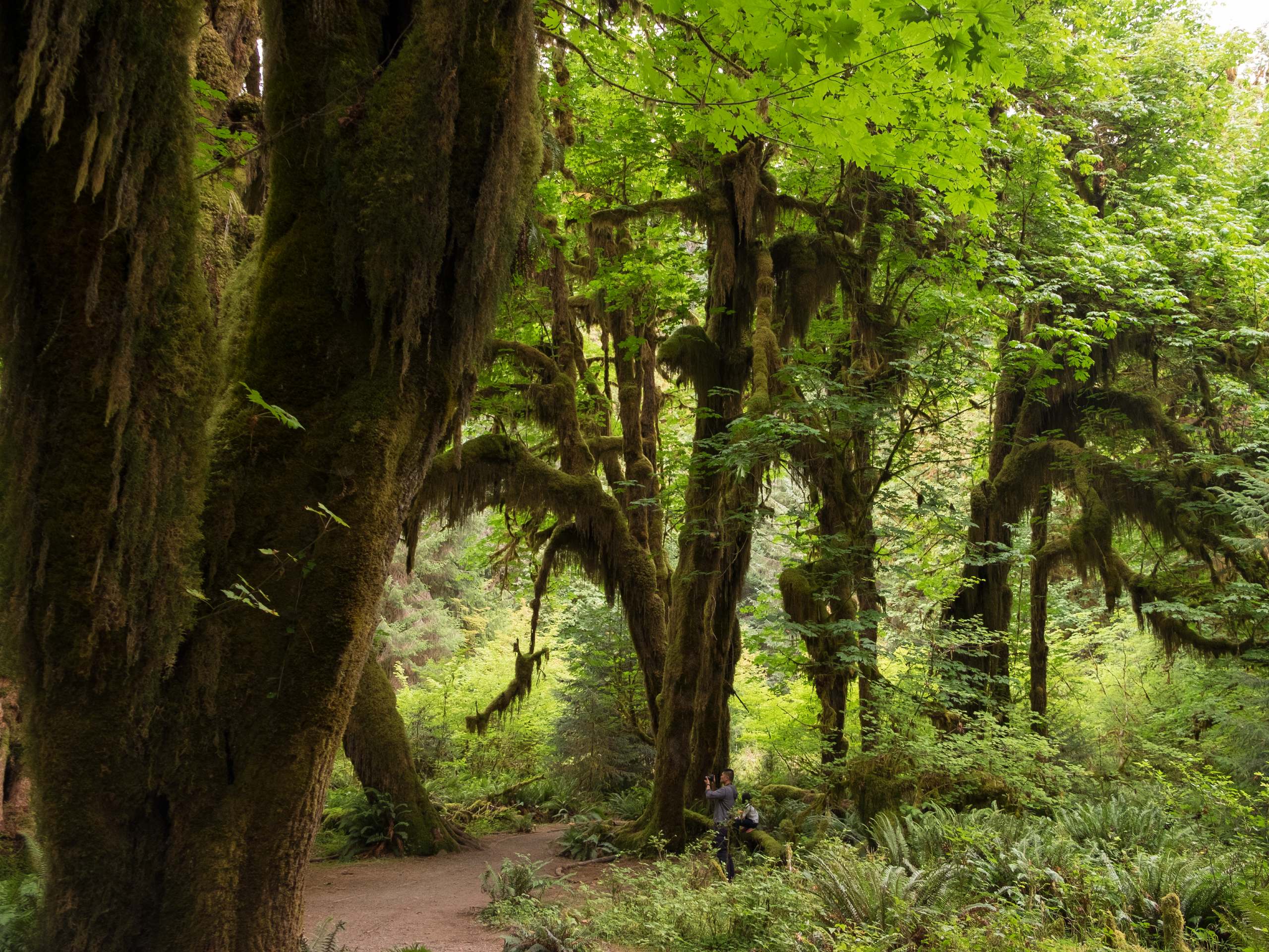 Spruce Nature Trail and Hall of Mosses Loop