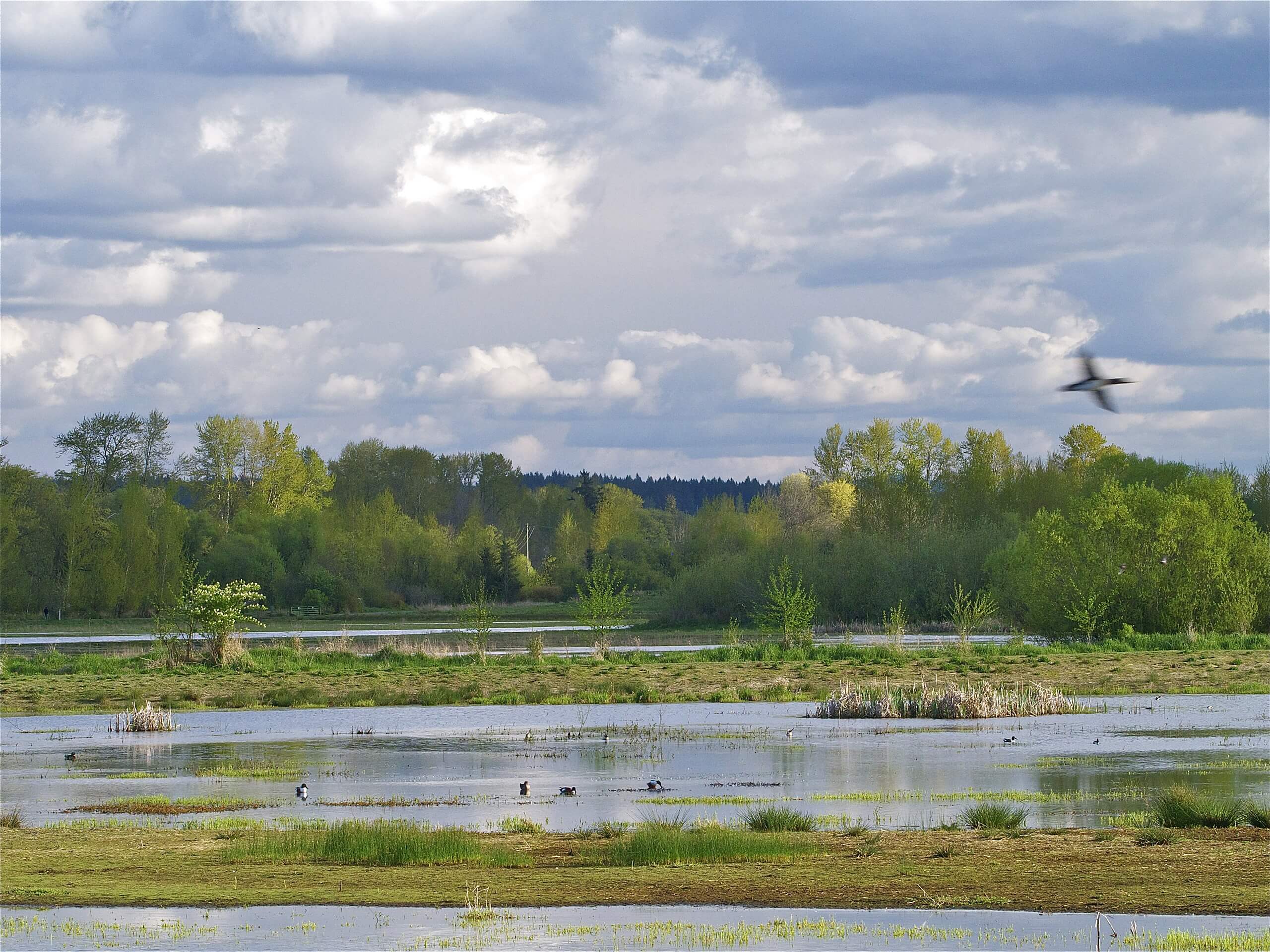 Nisqually Estuary Boardwalk Hike