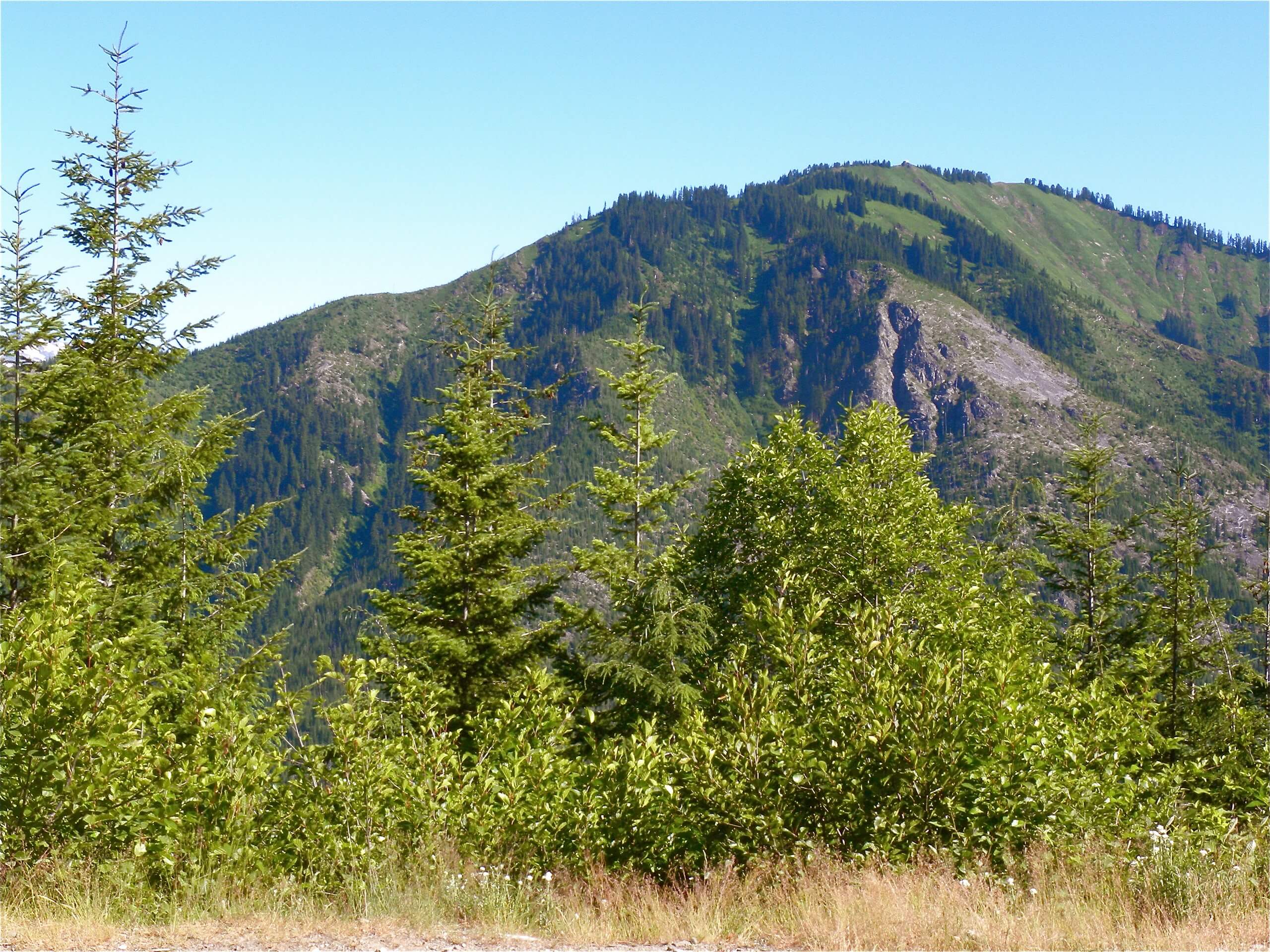 Evergreen Lookout Trail