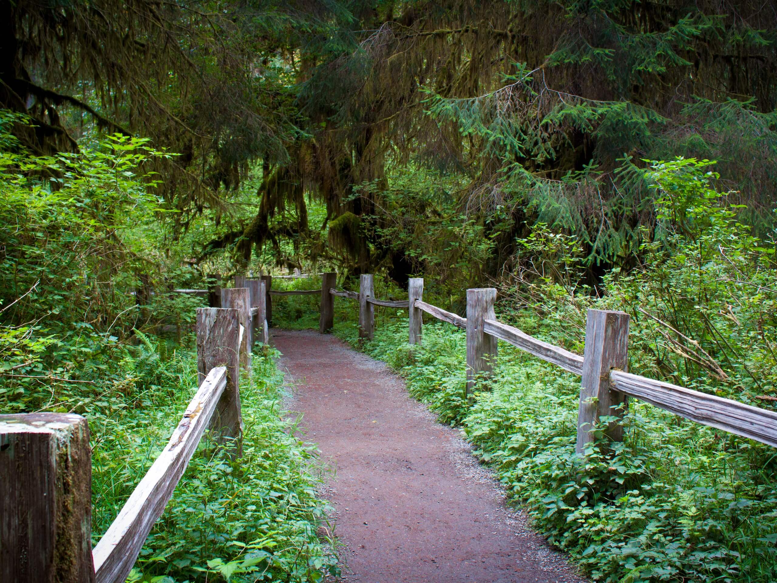 Hoh Rainforest Hike