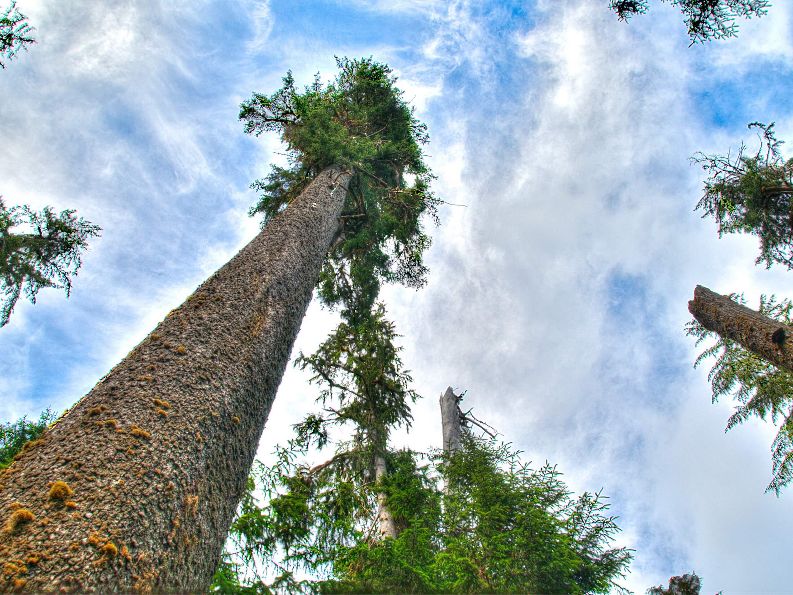 Hoh Rainforest Loop