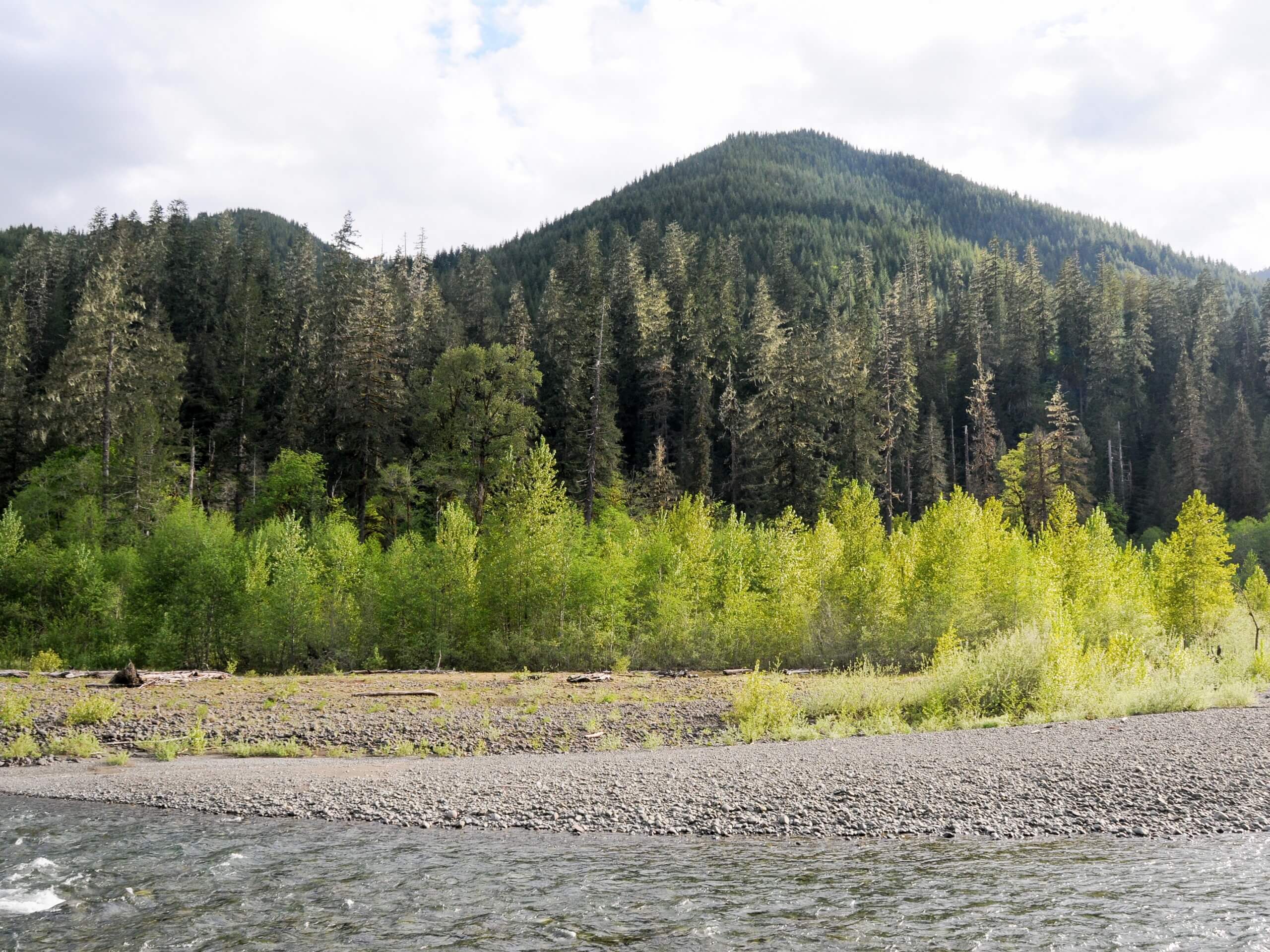 Lower South Fork Skokomish Trail