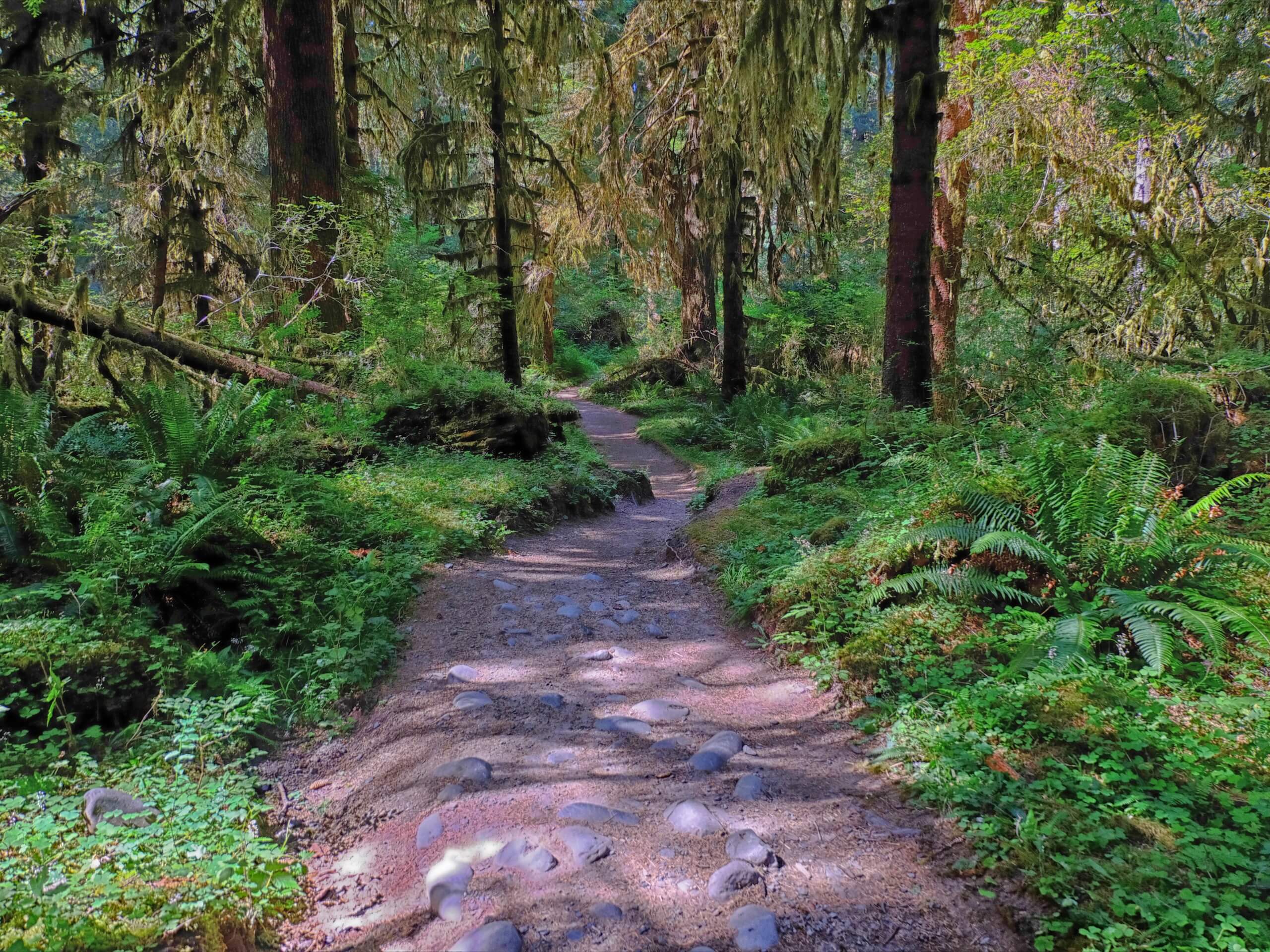 Mineral Creek Falls via Hoh River Trail