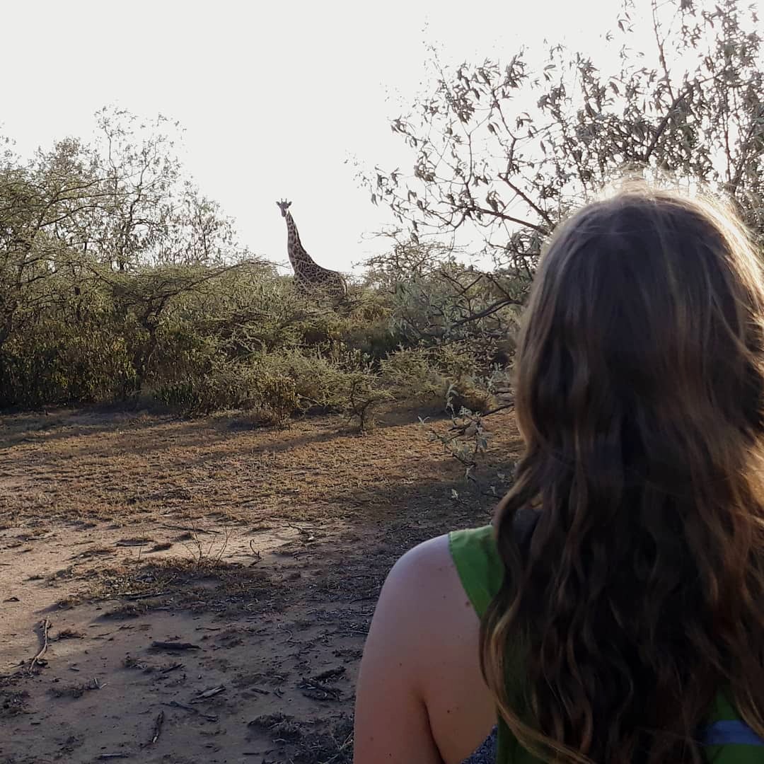 Giraffe on an evening walk in Kenya