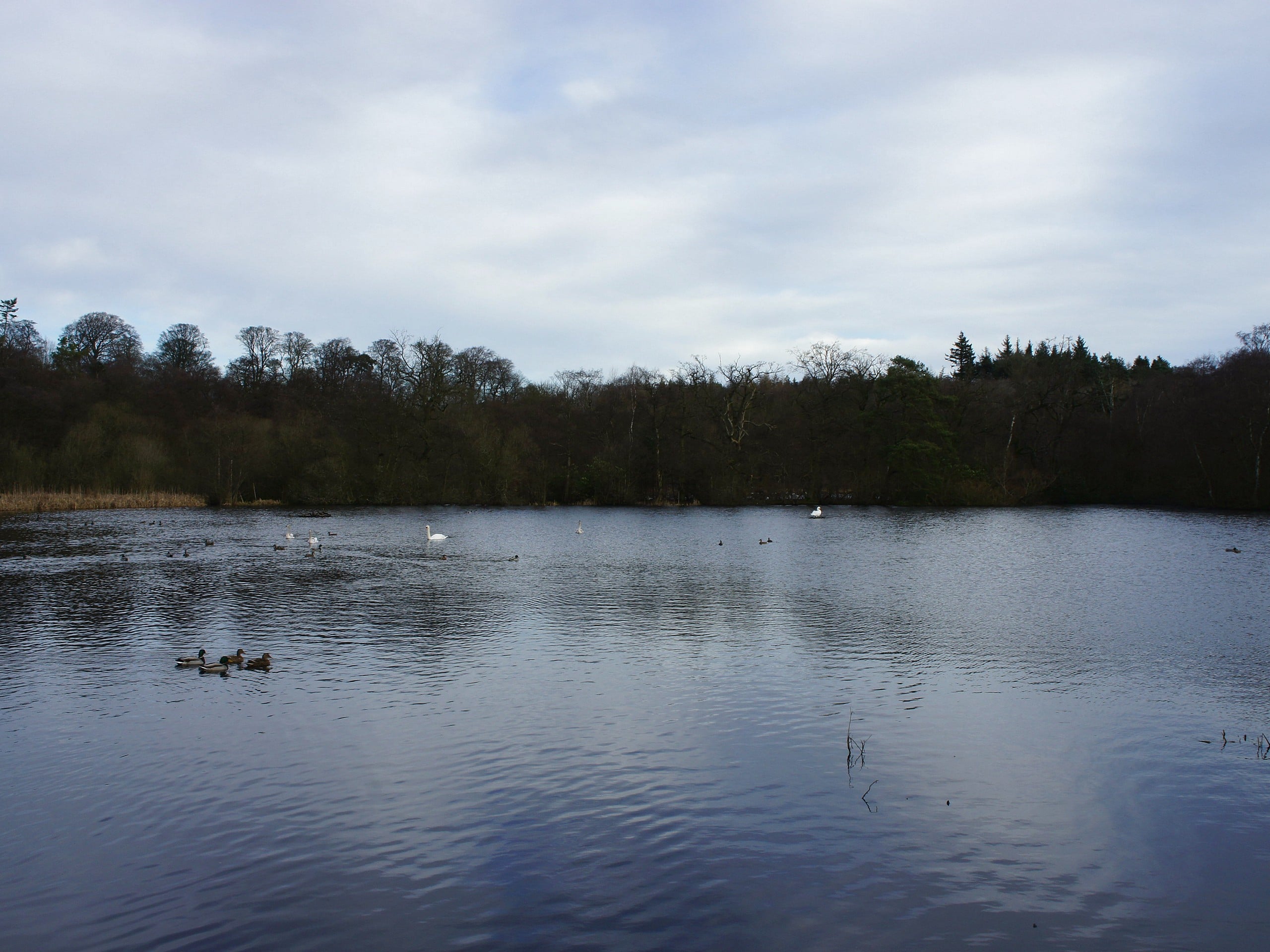 Bolam Lakes and Shaftoe Crags Circular Walk