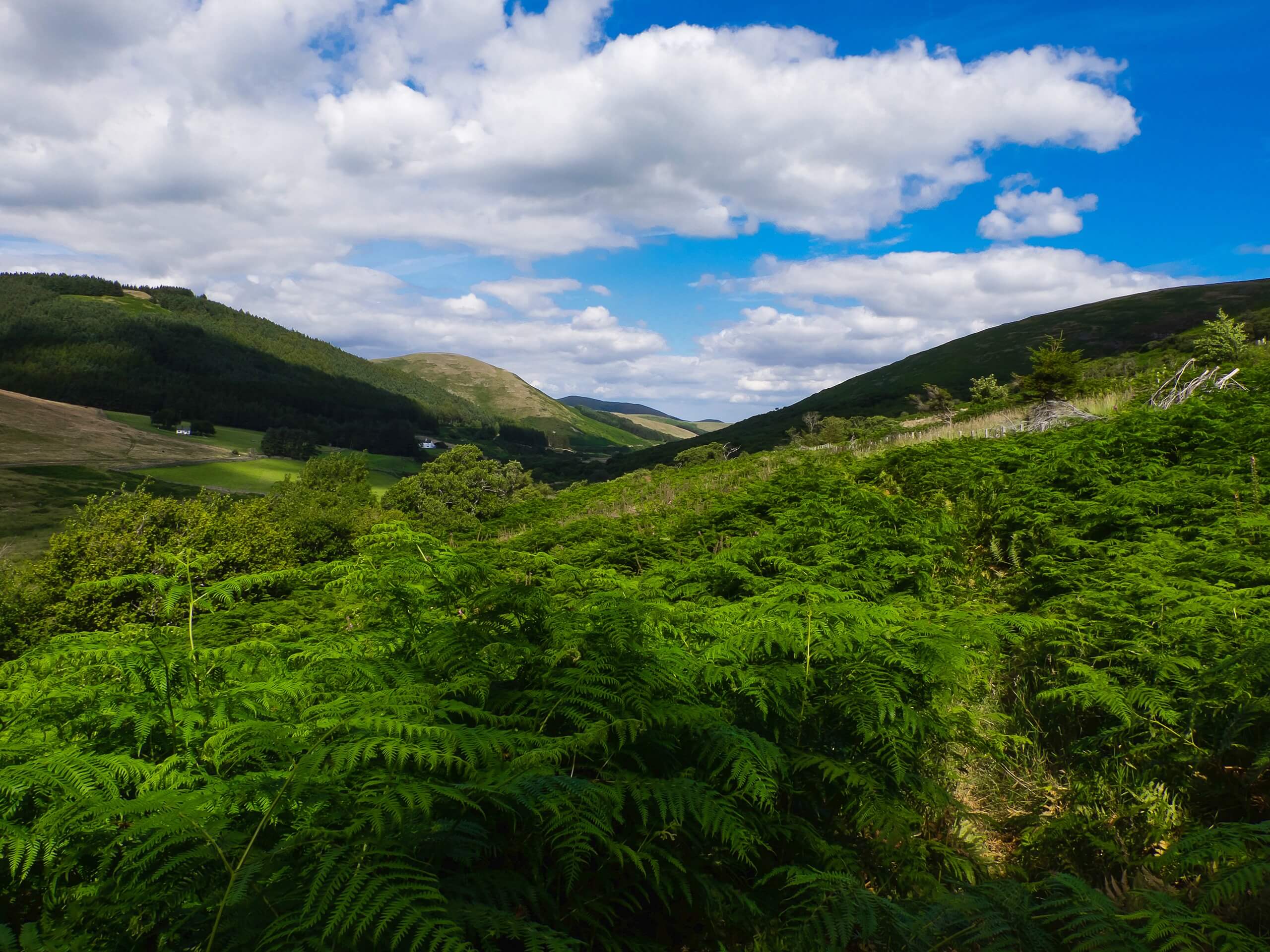 Hethpool Wild Goat Walk