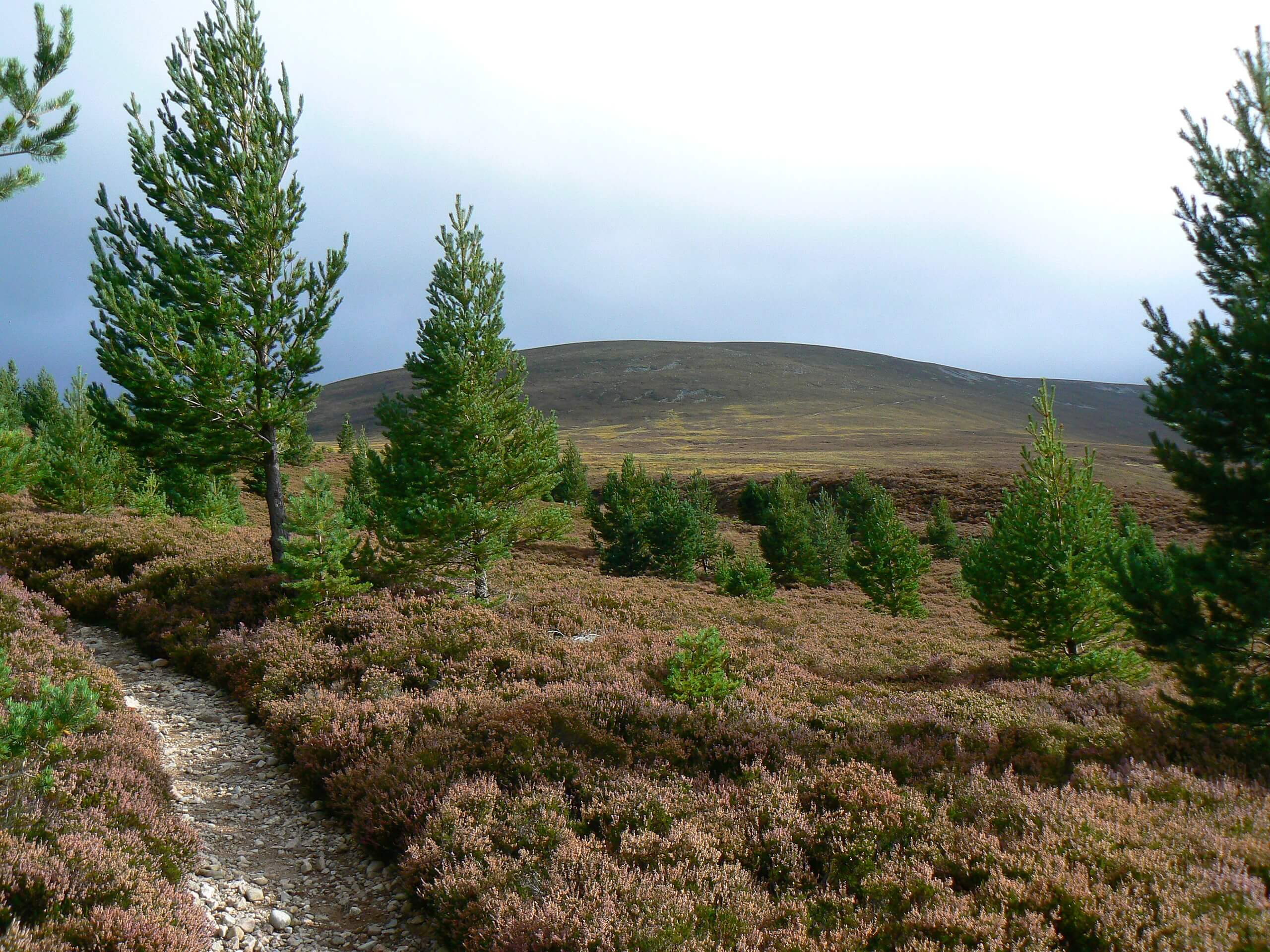 Carn Ban Mor Walk