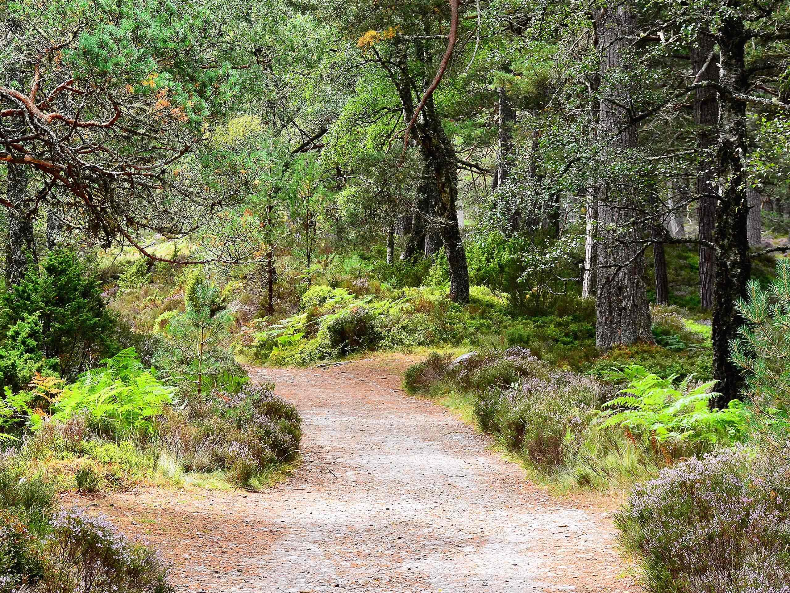 Rothiemurchus Forest Circular Walk