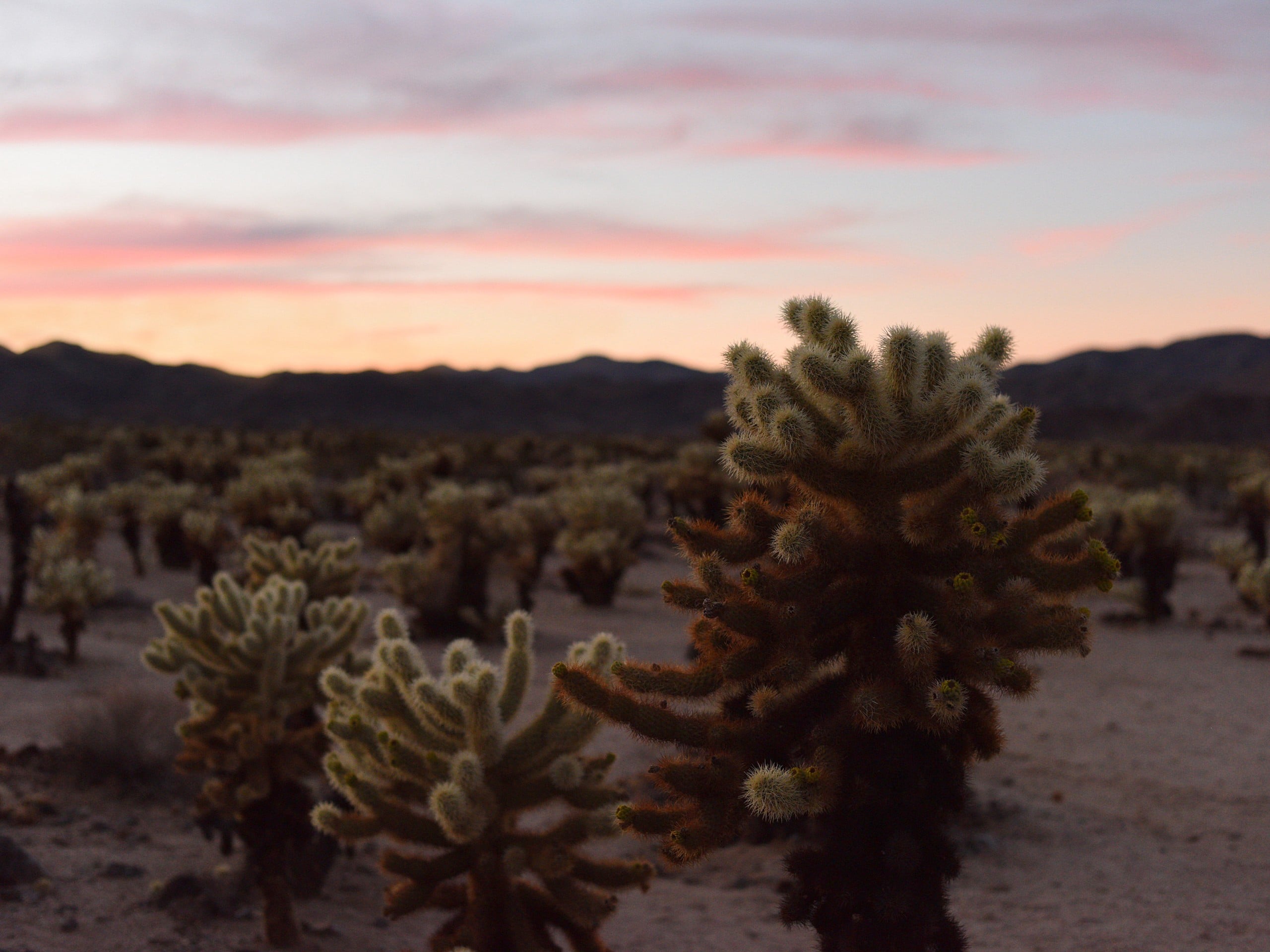 Cholla Cactus Garden Nature Trail