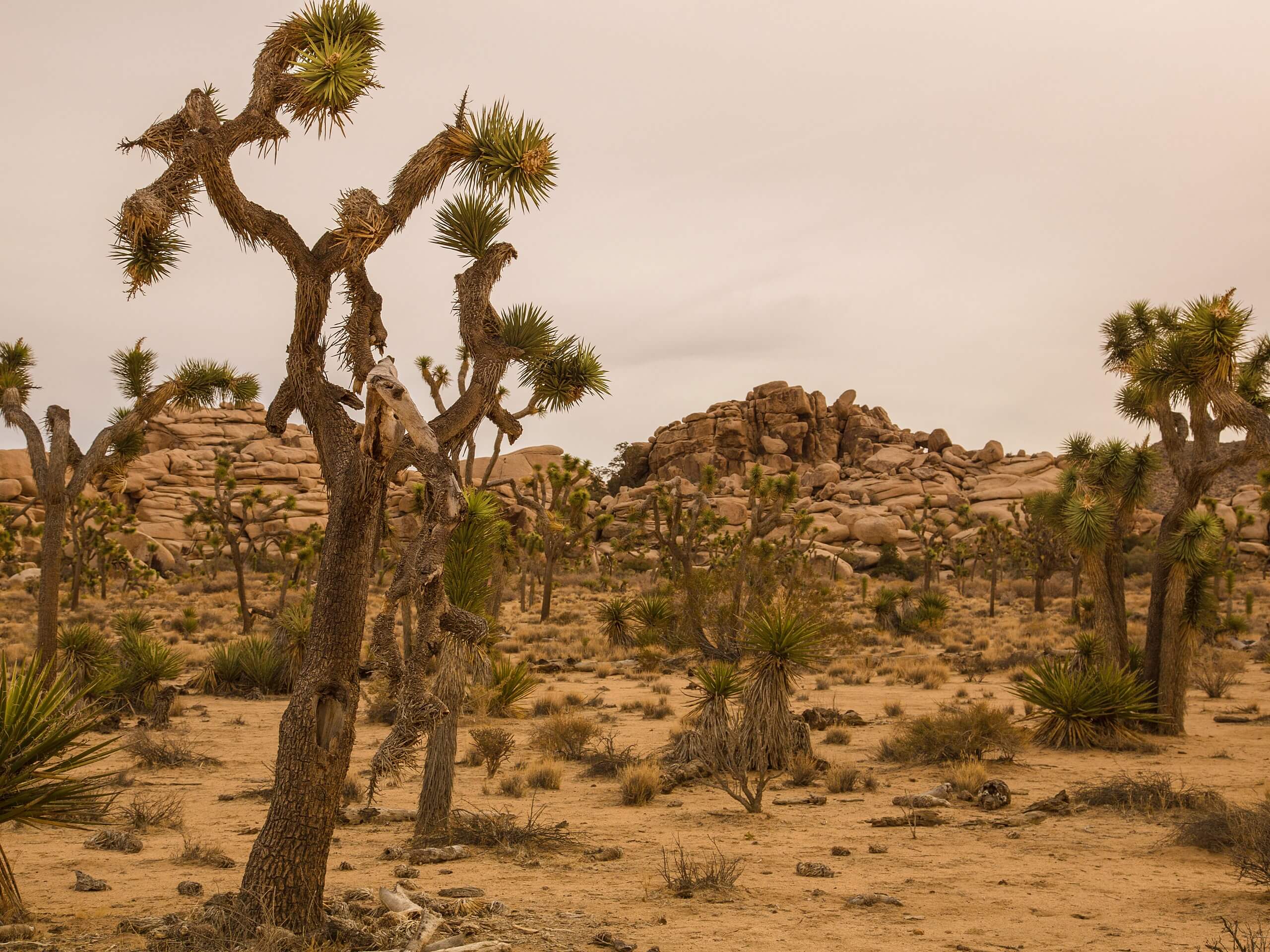 Hidden Valley Campground to Barker Dam Nature Trail