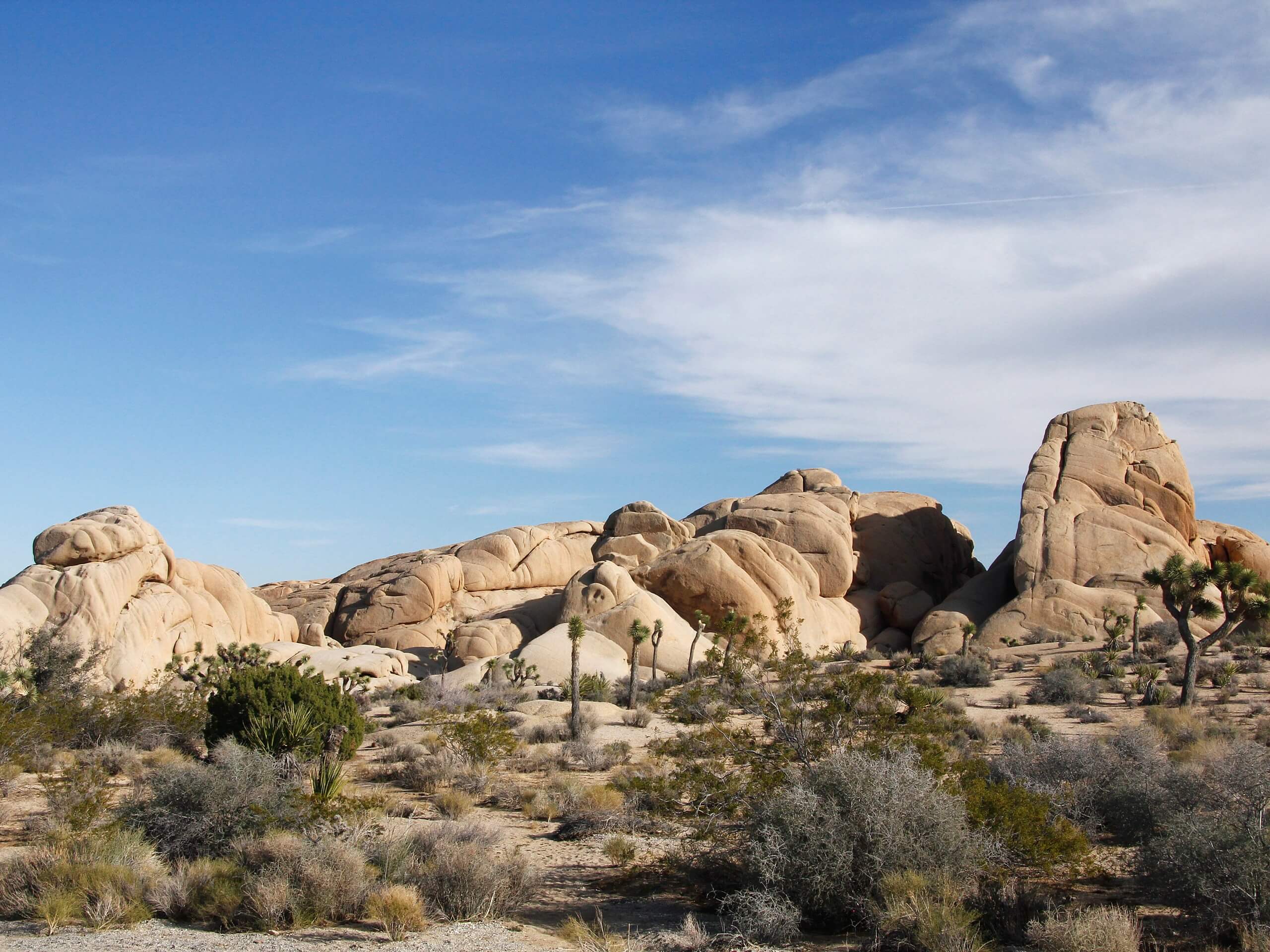 Jumbo Rocks Campground Loop