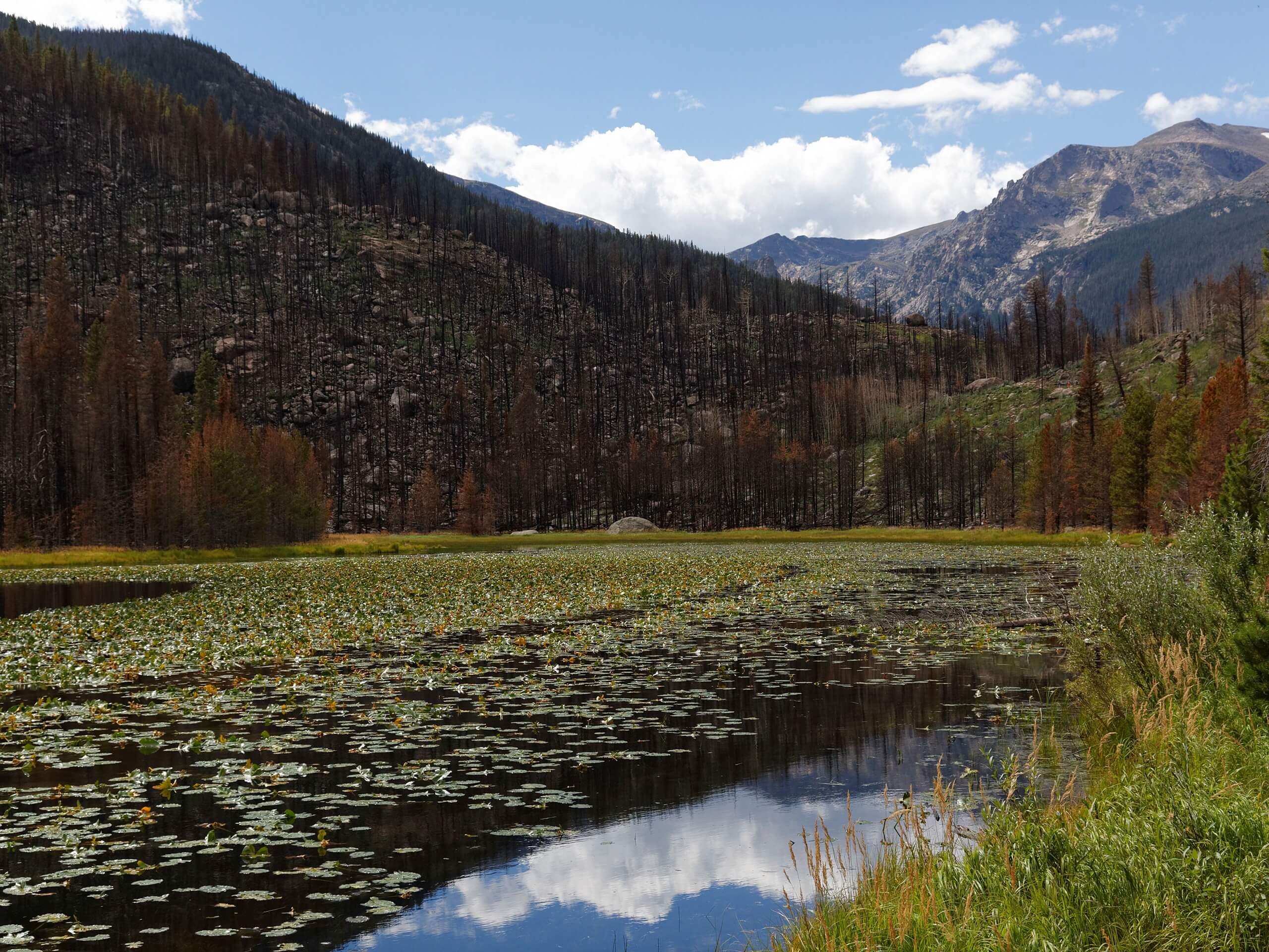 Cub Lake Trail