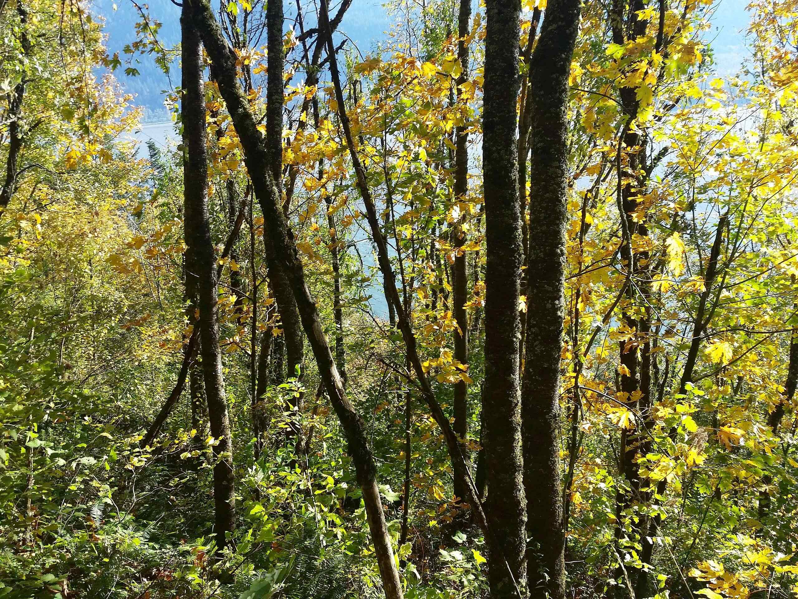 Cape Horn Loop Trail