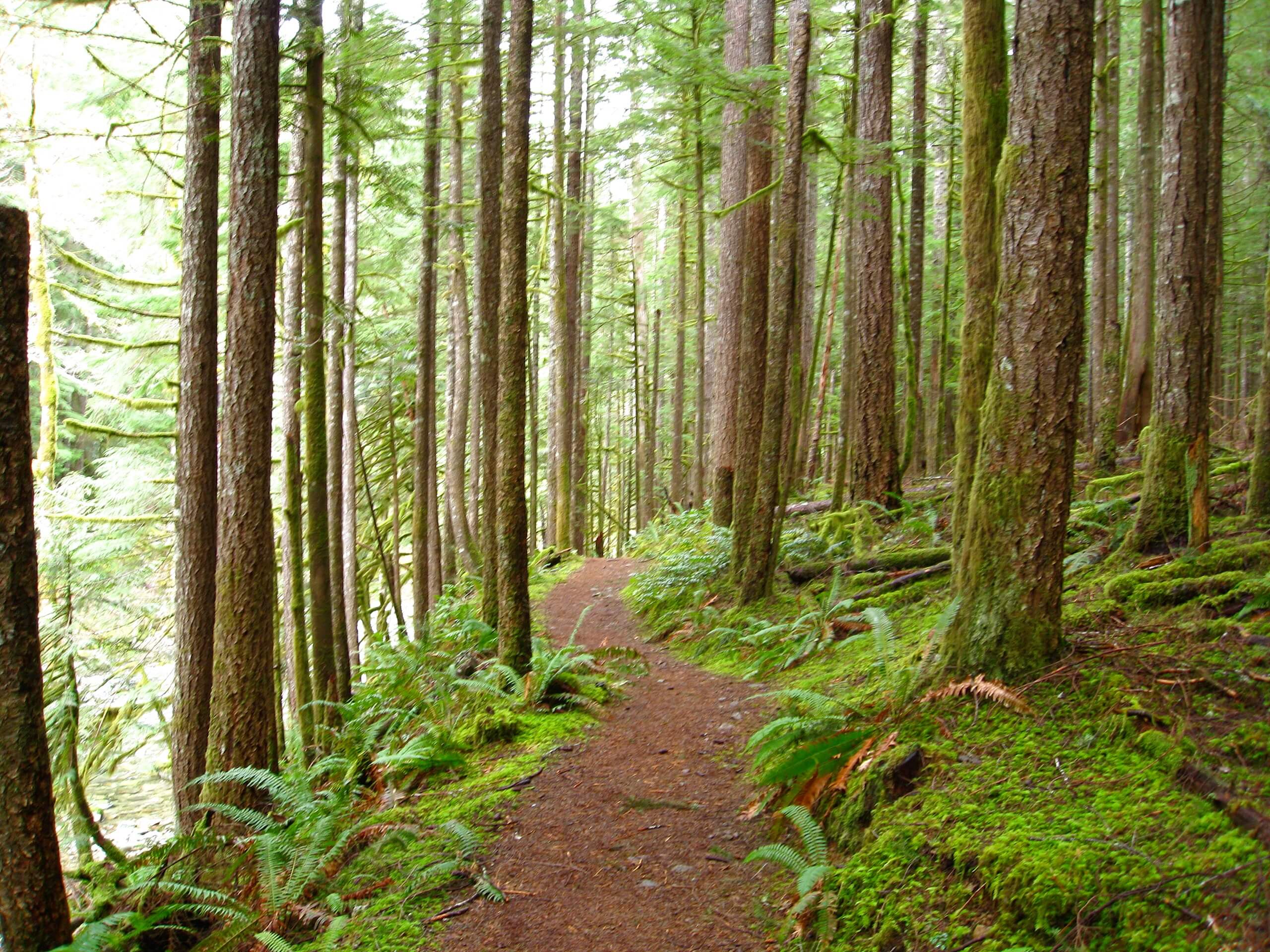 Wildcat Falls via Siouxon Trail