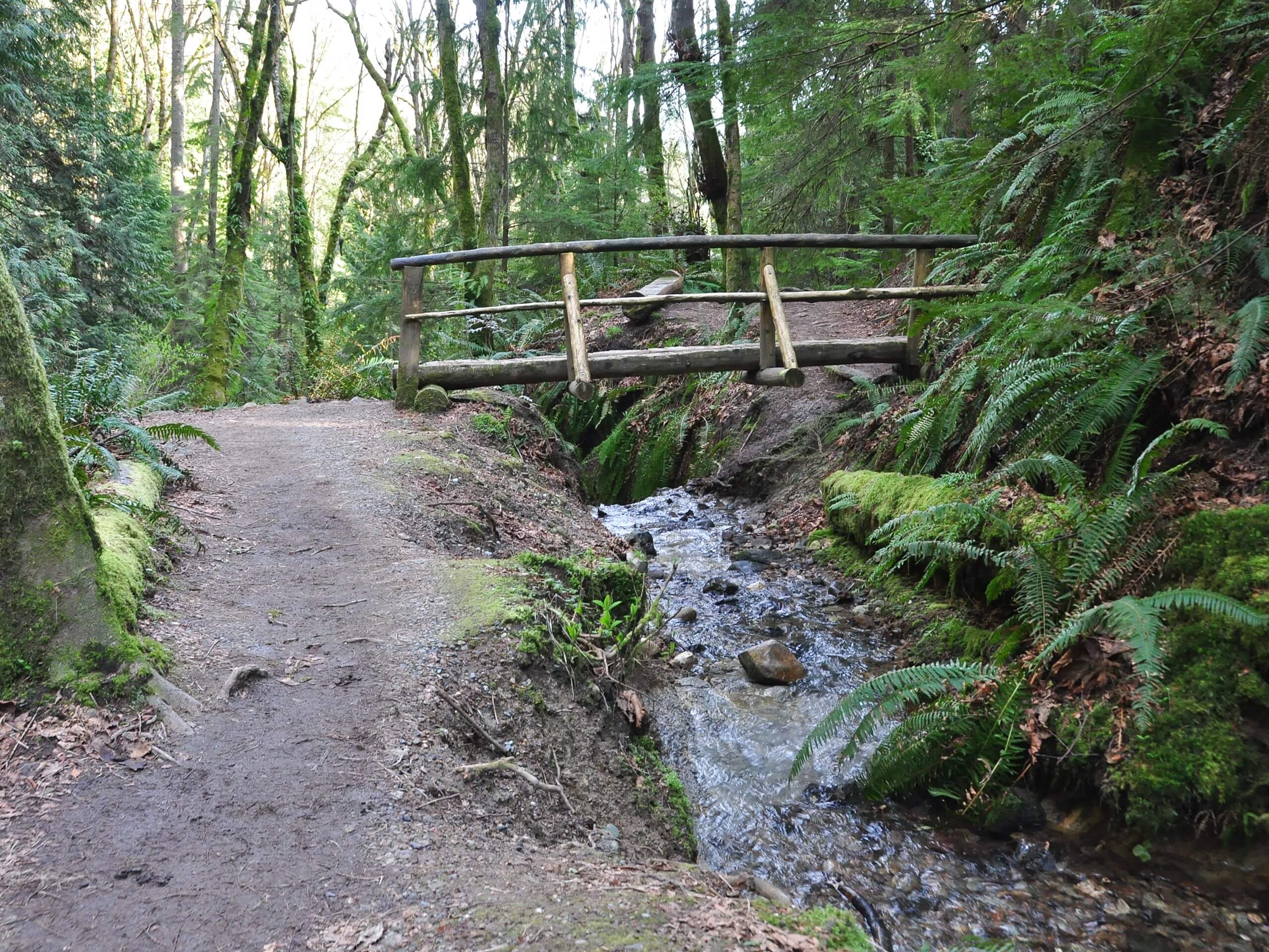 Cougar Mountain Indian Trail