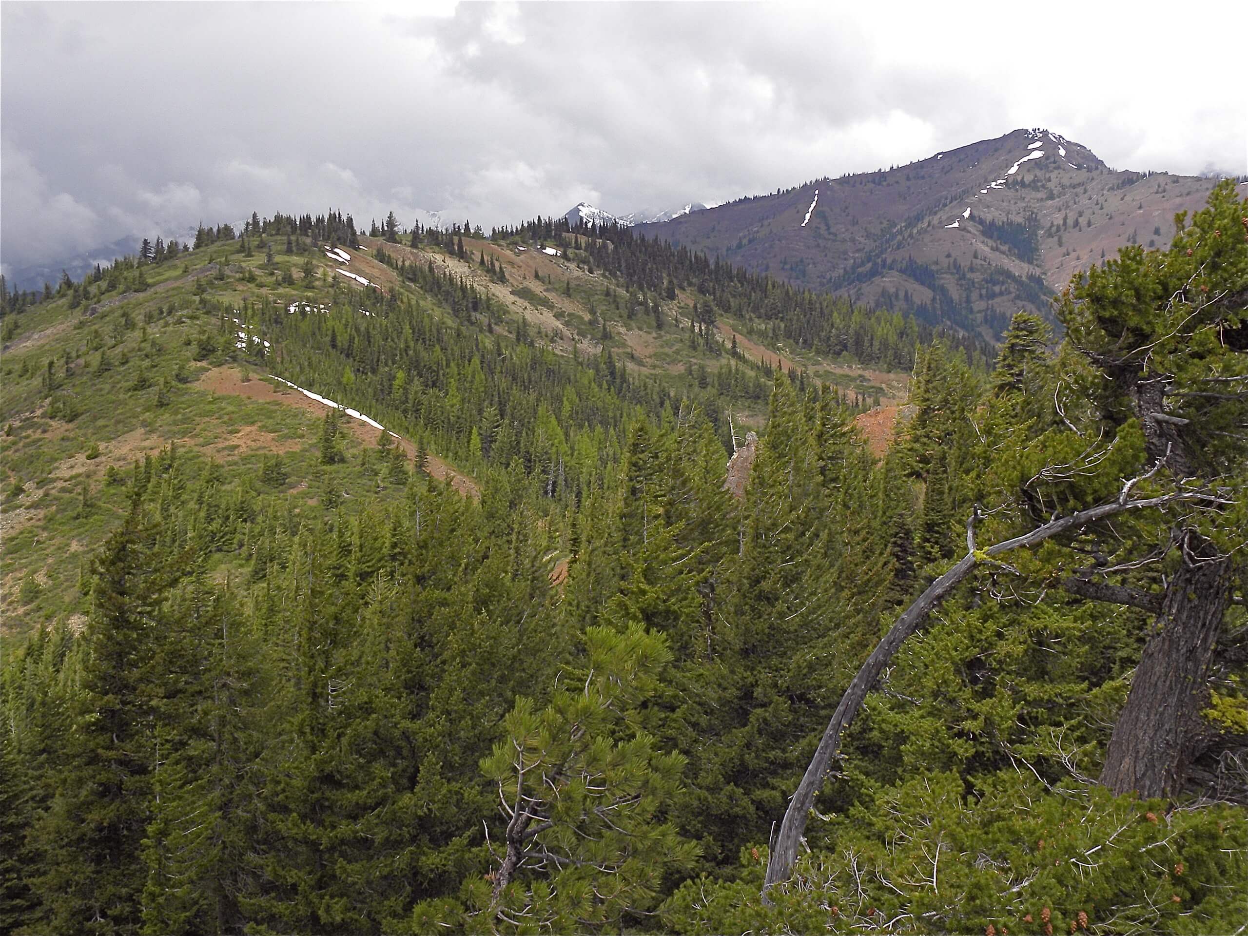 Miller Peak Trail