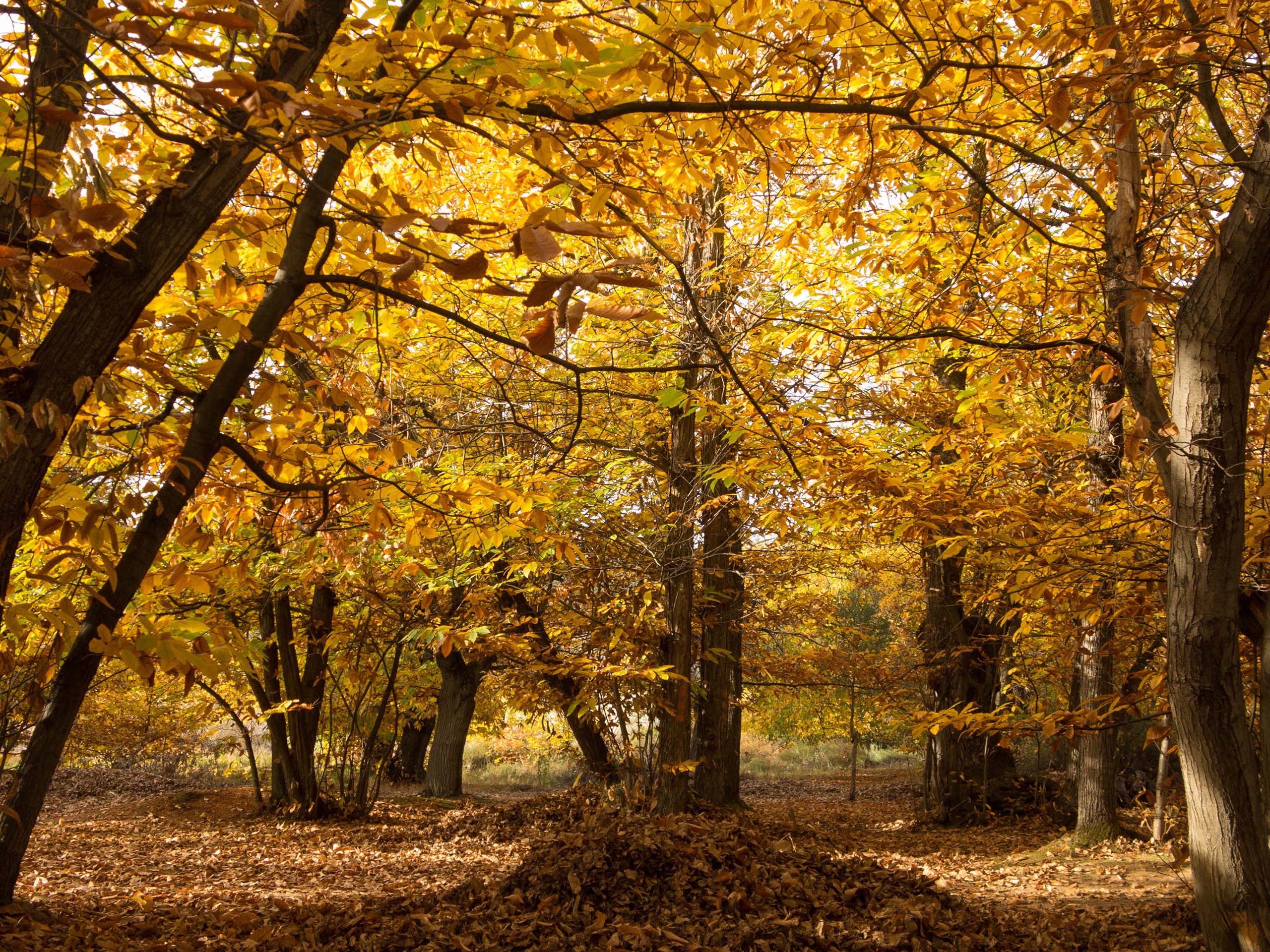 Day 3 - Wander through Bierzo chesnut forests