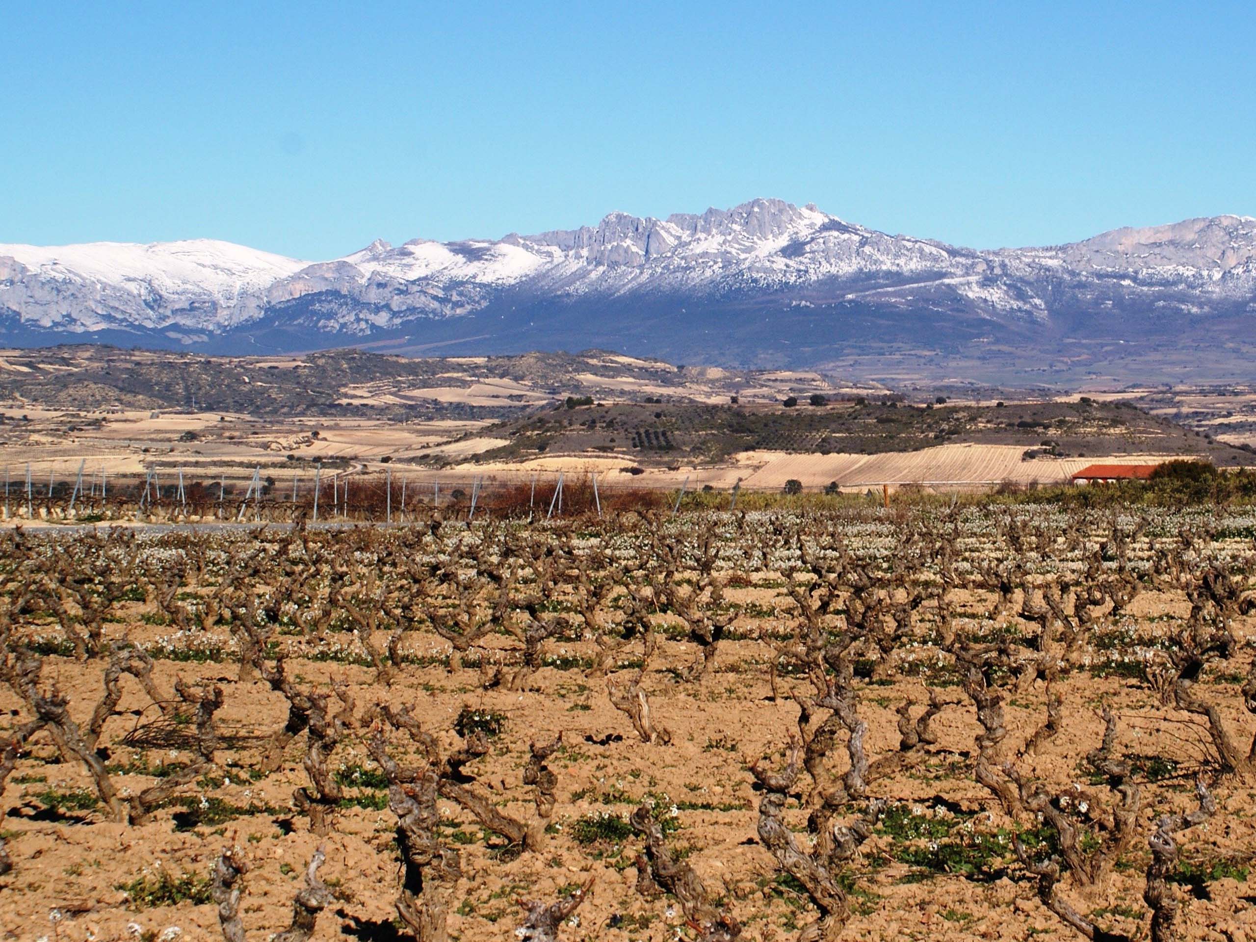 Day 9 - La Rioja region - wander beneath the shade of fruit trees and vineyards