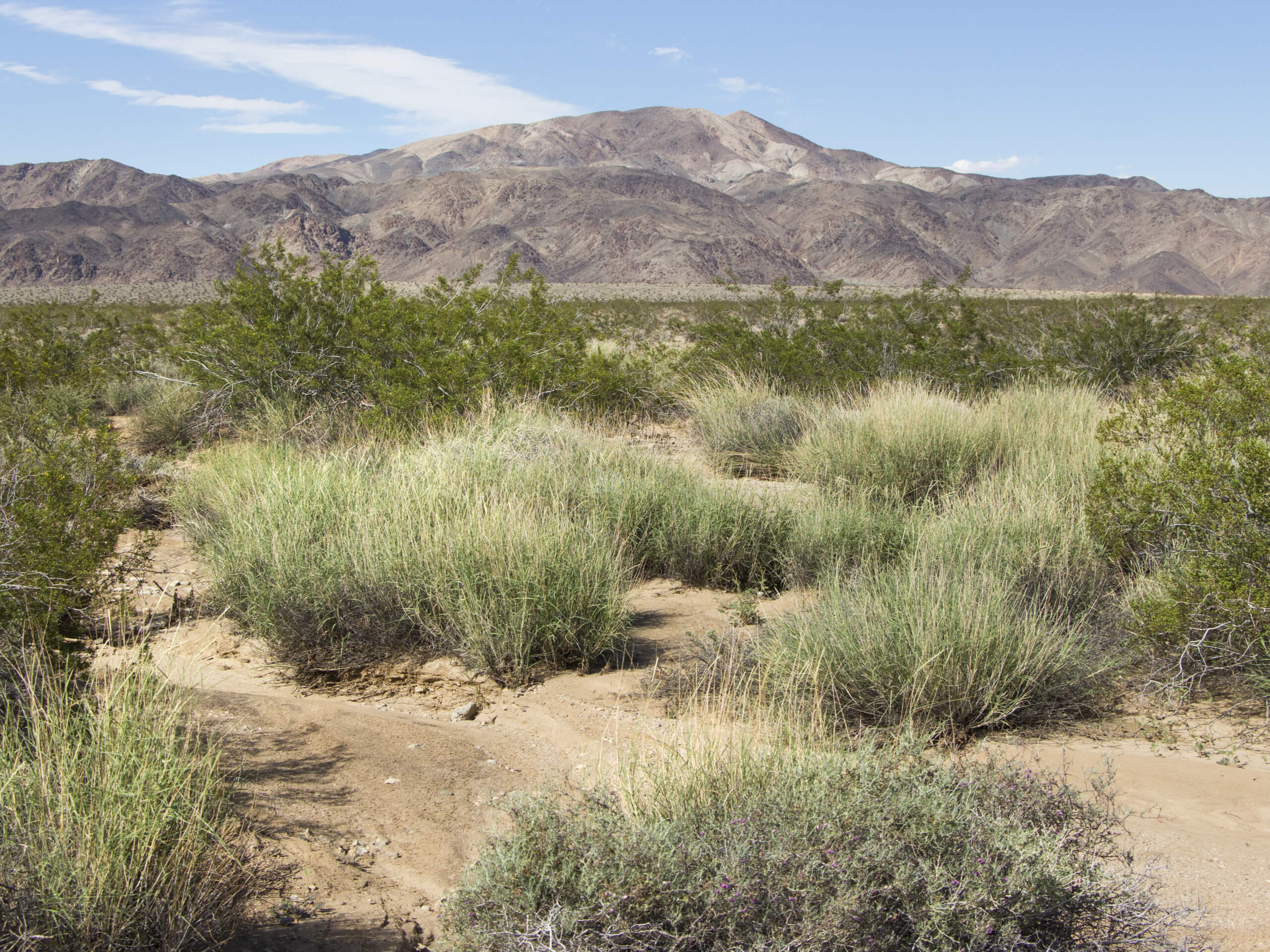 Turkey Flats Loop Trail