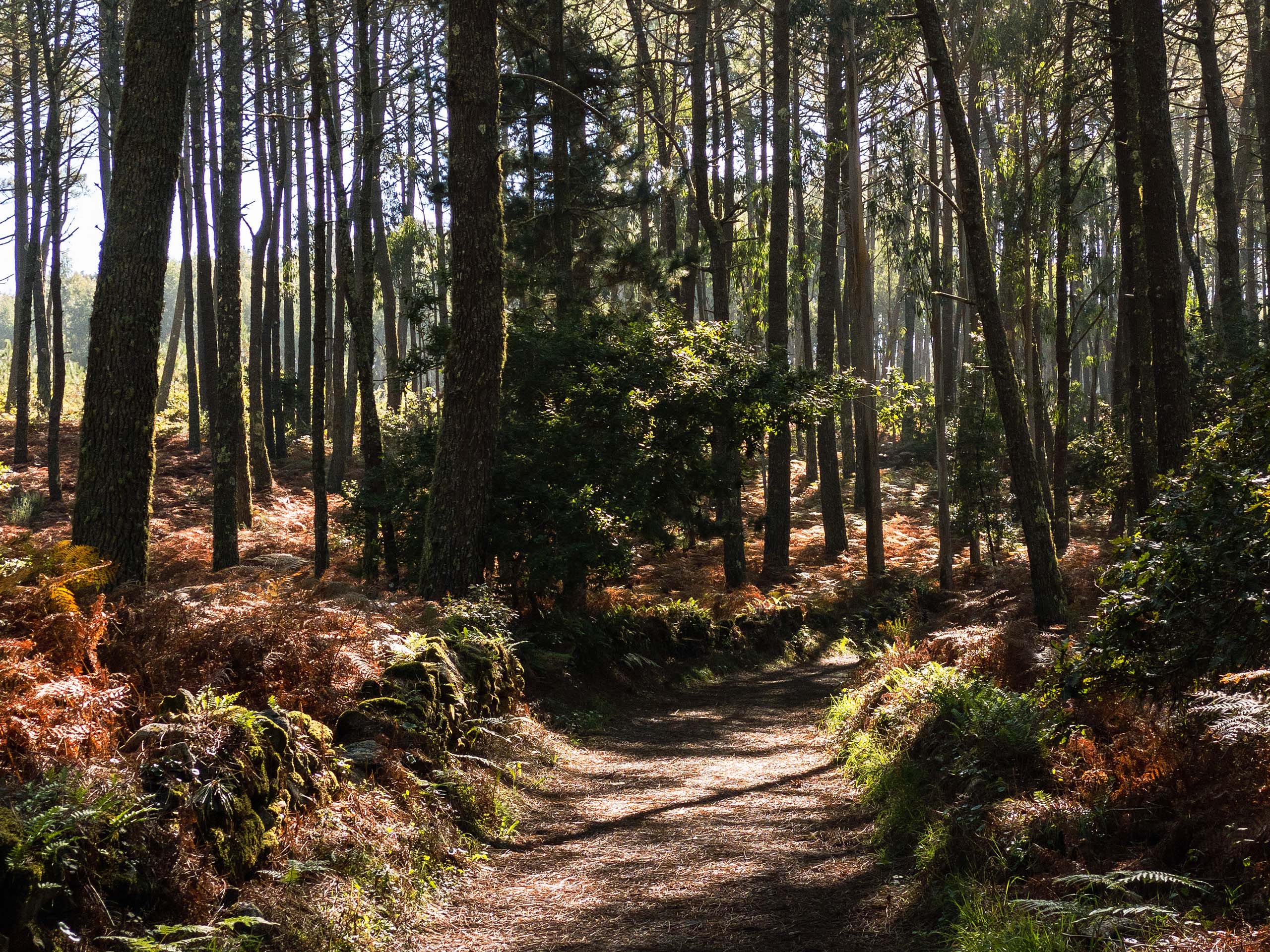 Camino Finisterre - Short and sweet, four-to-five-day pilgrimage