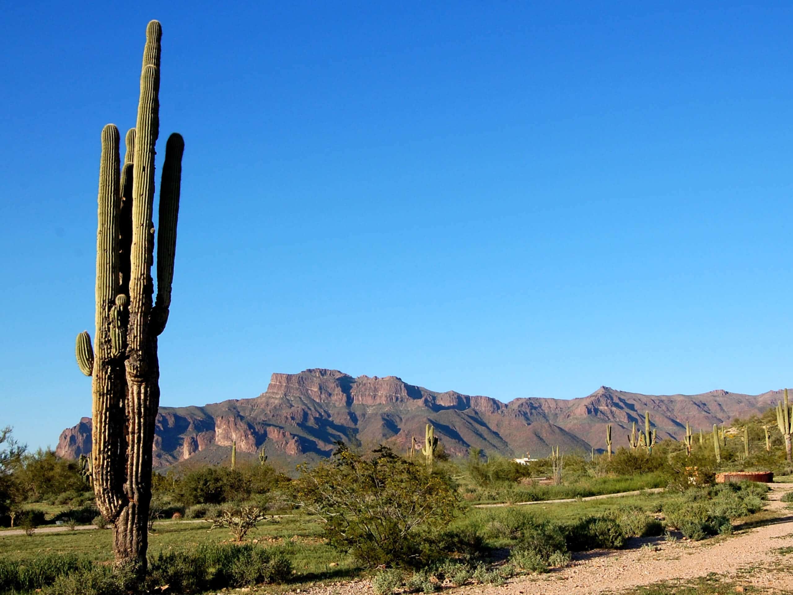 Saguaro Trail