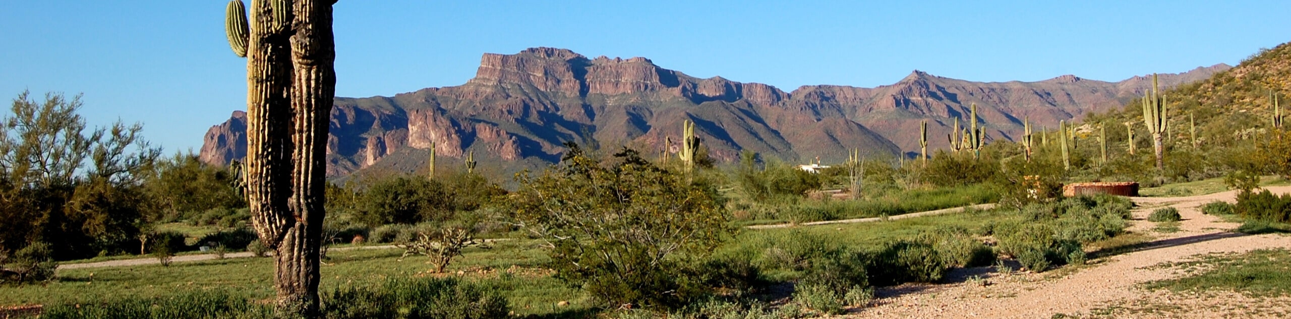Saguaro Trail