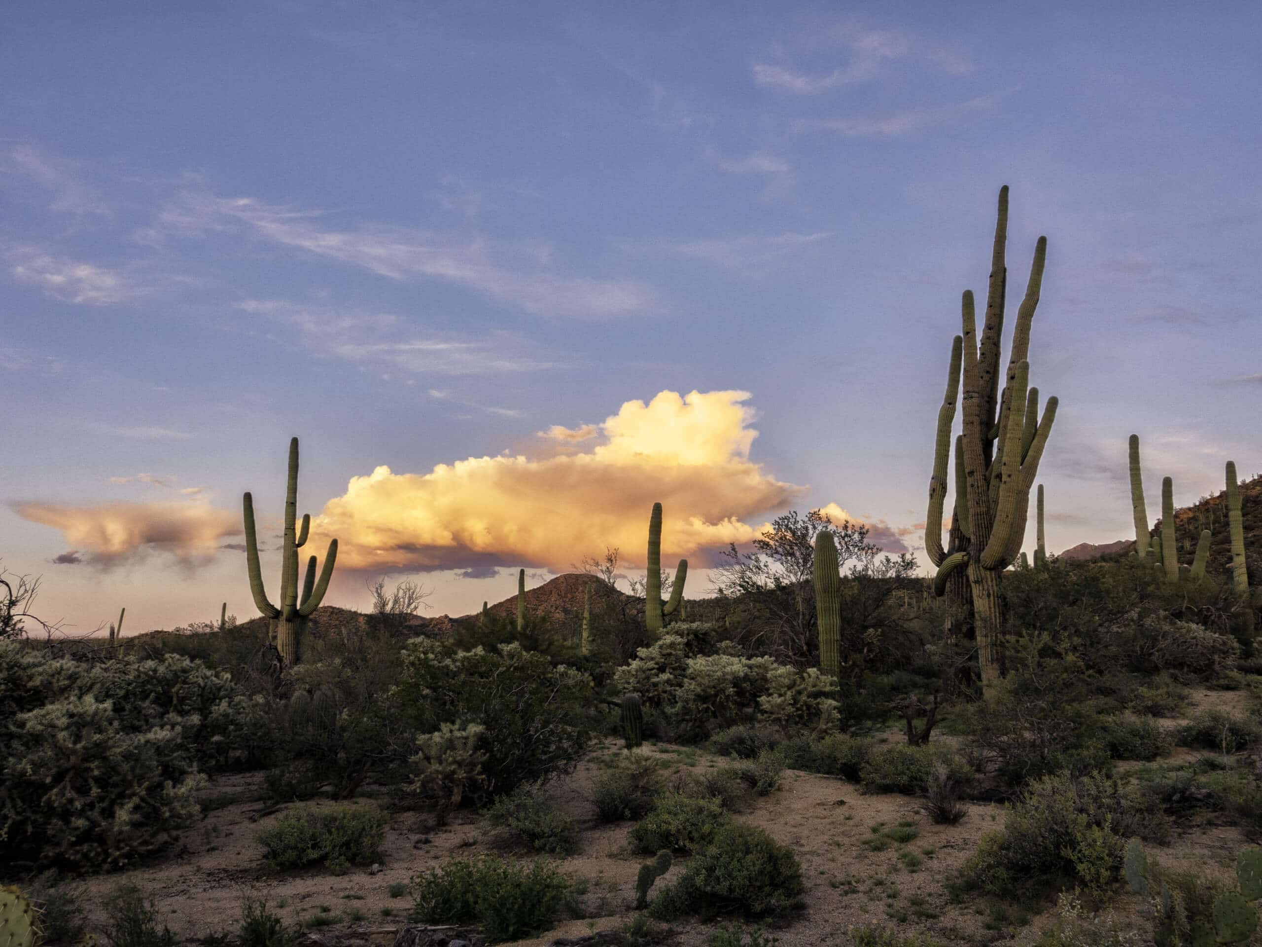 Saguaro, Ridge, and Granite Trail Loop