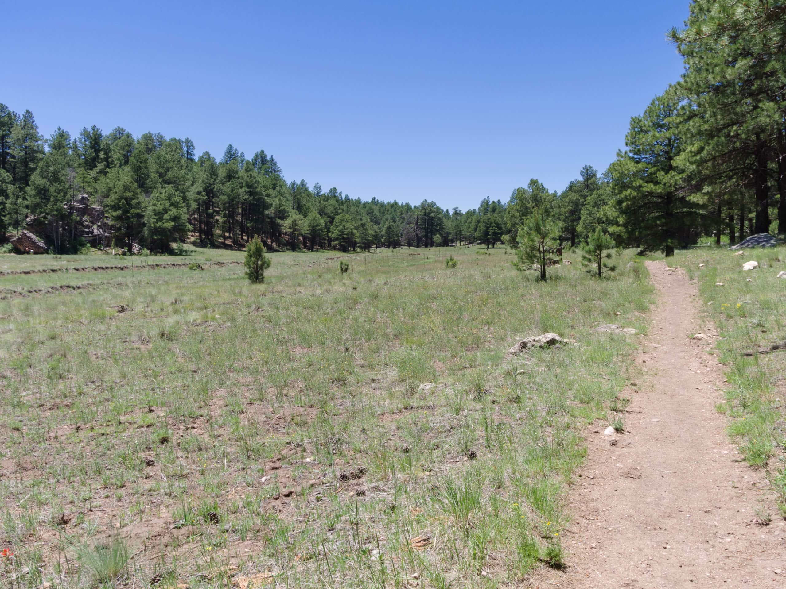 Guide Priest Draw Trail in Coconino National Forest