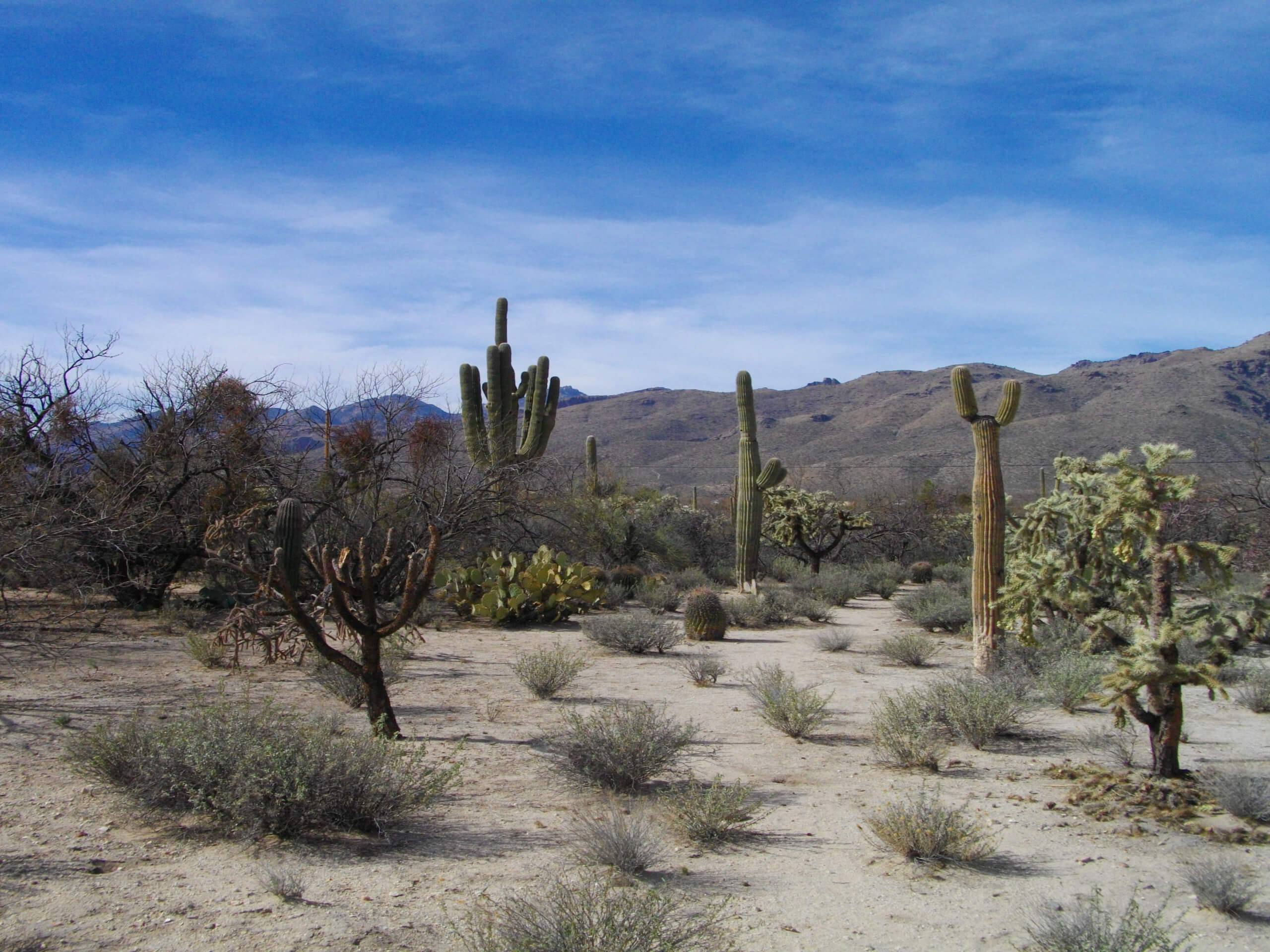 Agua Caliente Loop