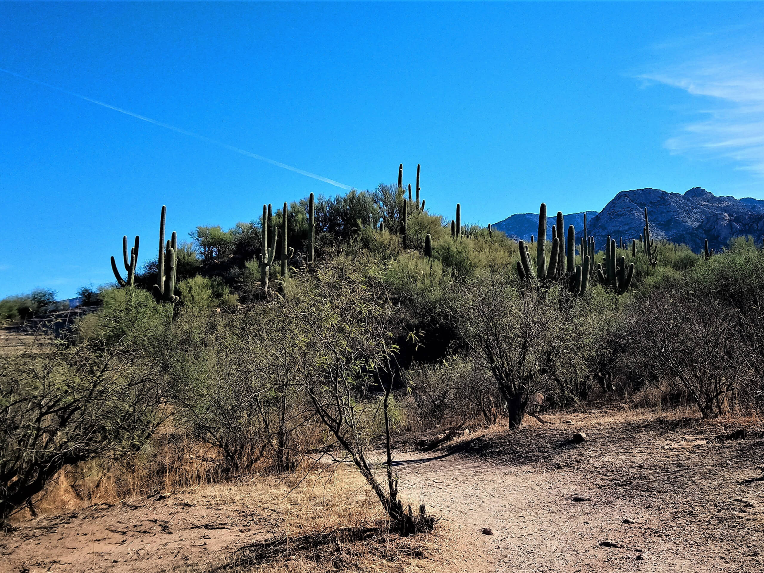 Buster Mountain via Birding Trail