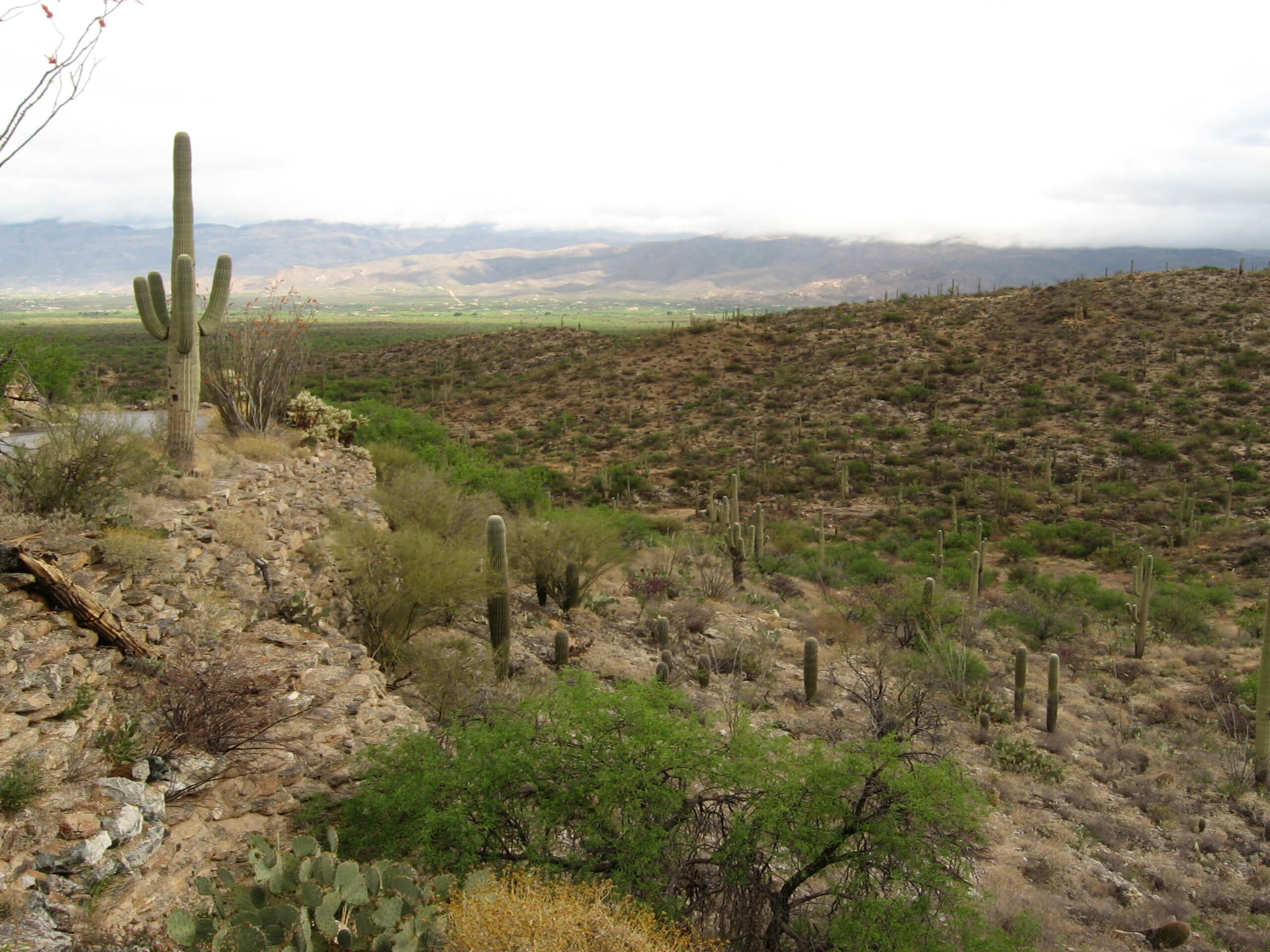 Cactus Forest Trail