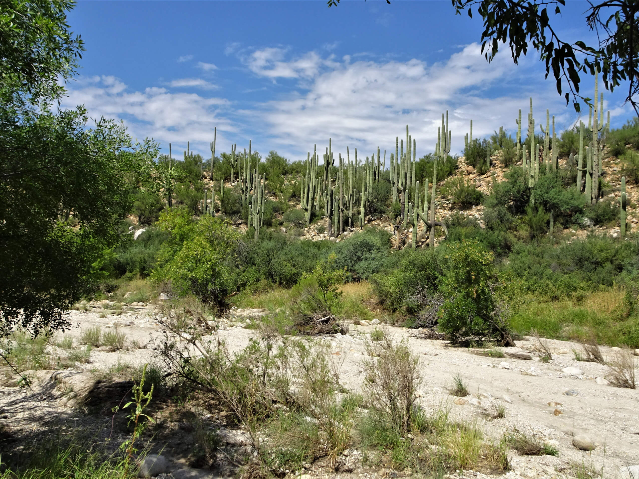 Catalina Canyon Loop