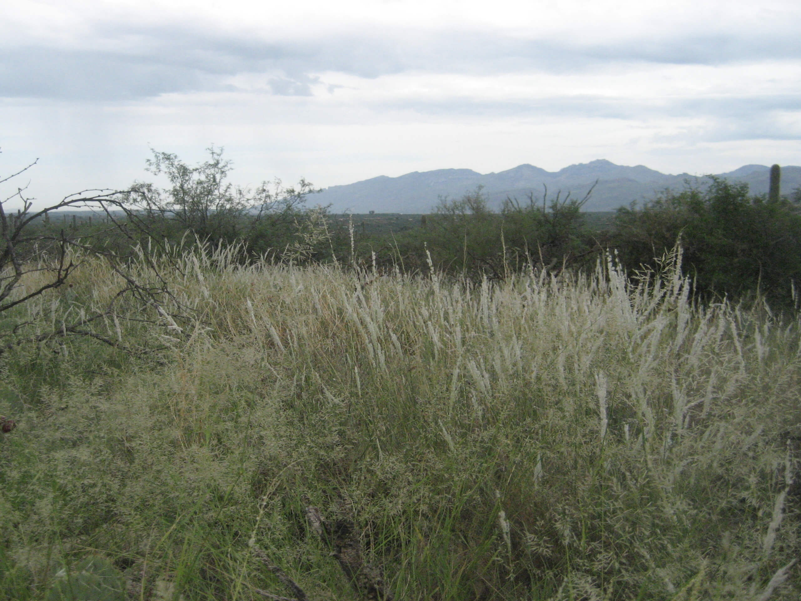 Douglas Spring, Converse, and Wildhorse Loop