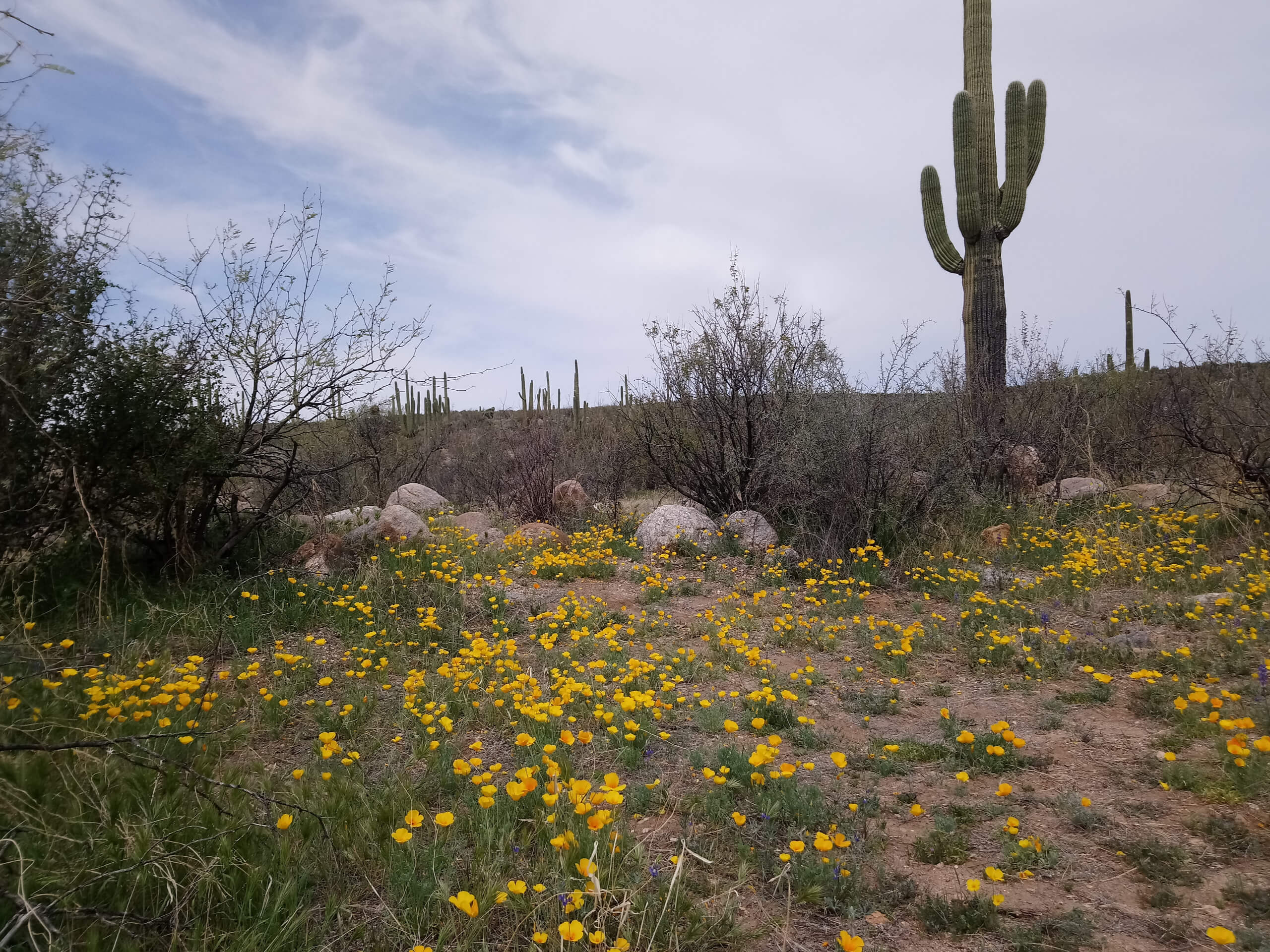 Dripping Spring via Sutherland Trail