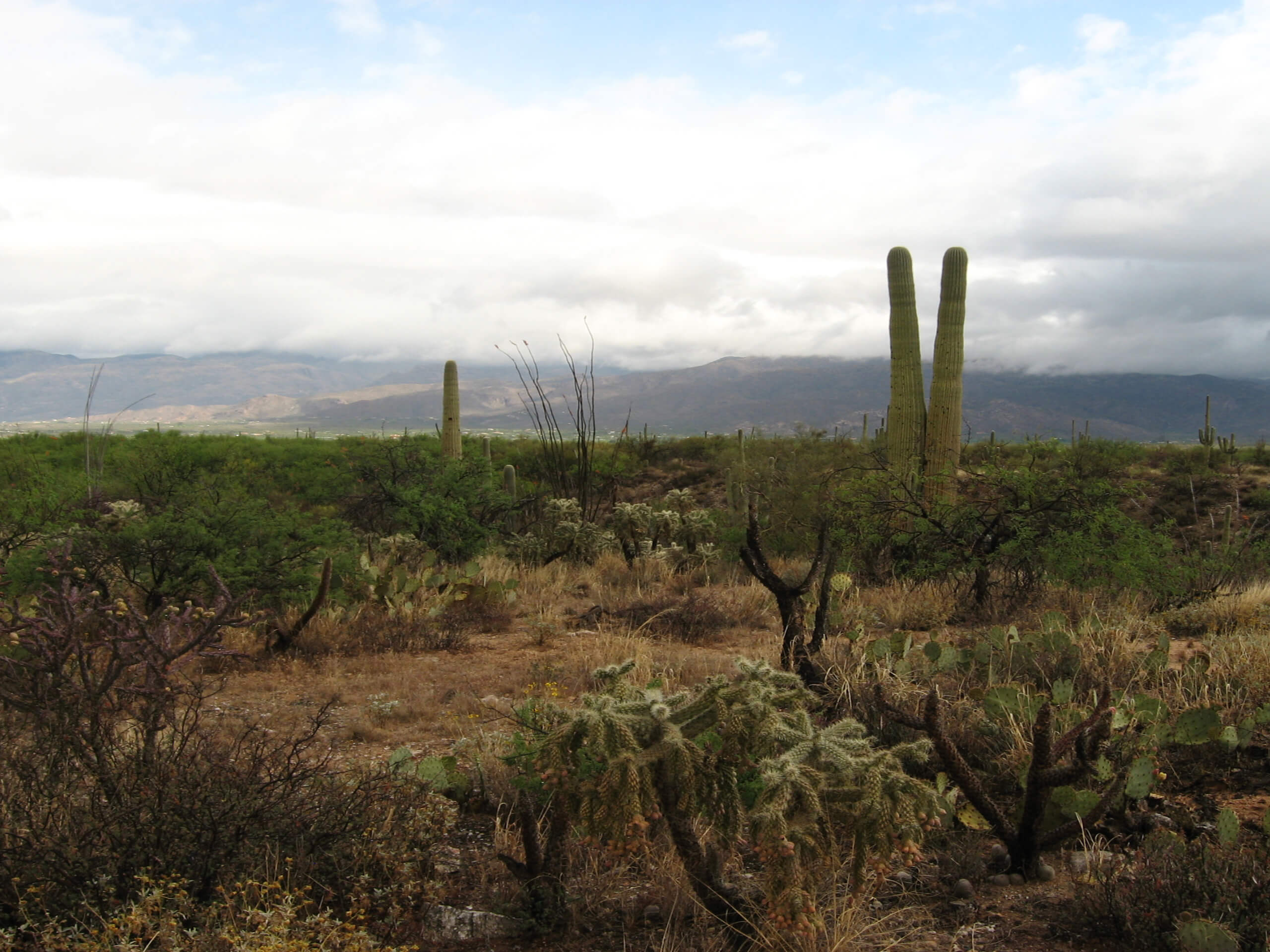 Mica View, Cholla, and Cactus Forest Loop